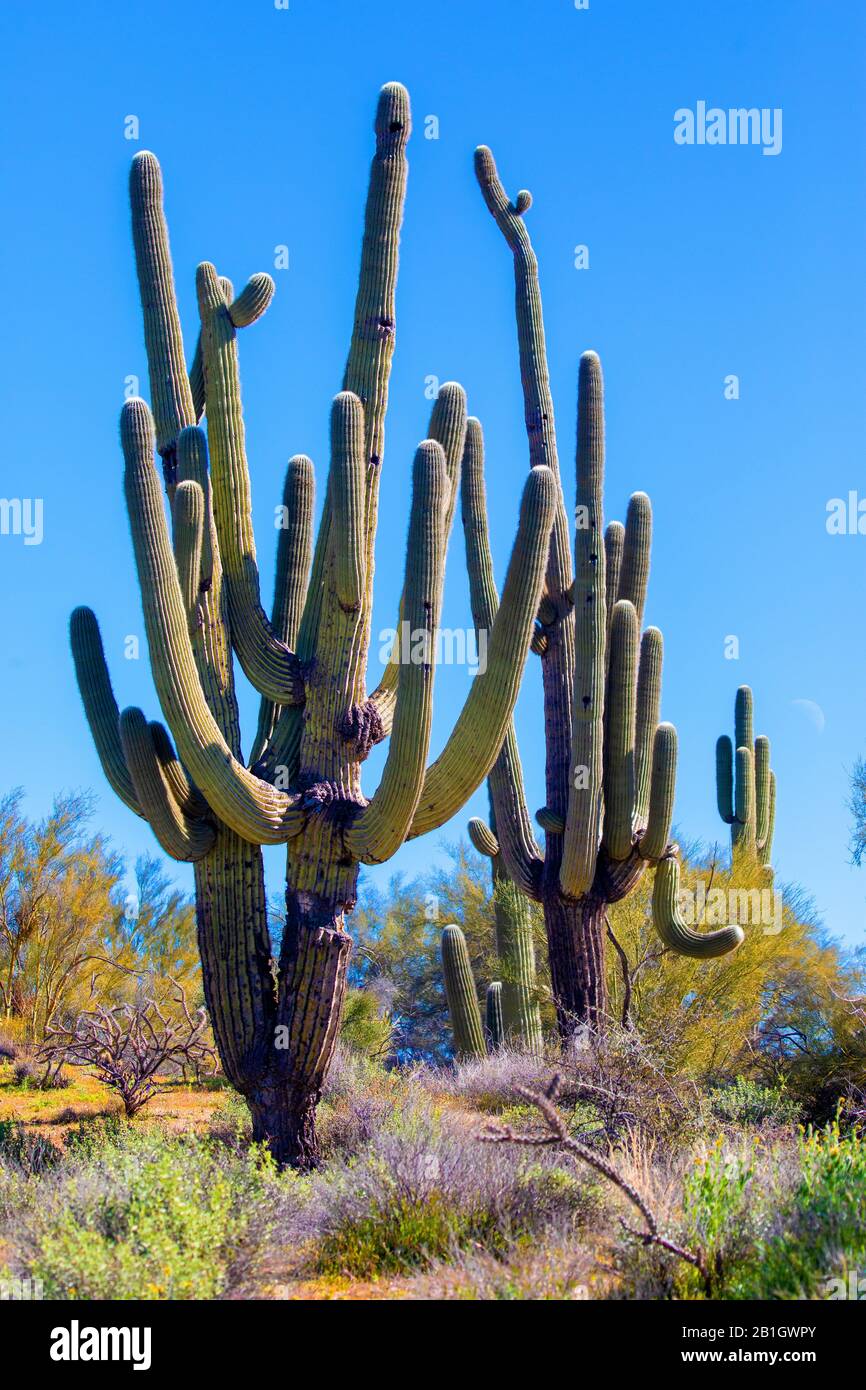 Saguaro-Kaktus (Carnegiea gigantea, Cereus giganteus), Habitus, USA, Arizona, Sonorawueste Stockfoto