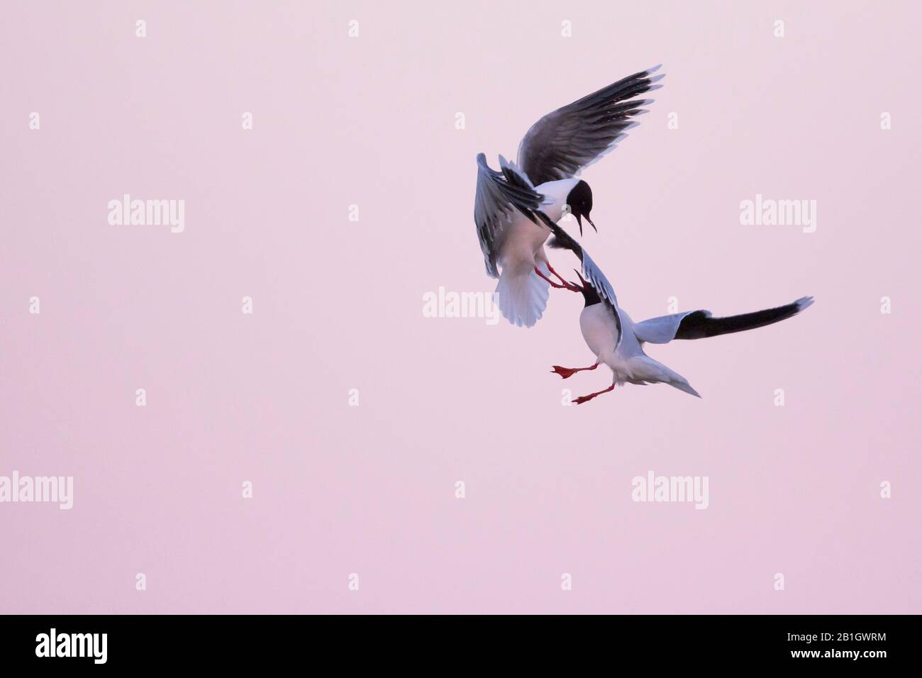 Kleine Möwe (Hydrocoloeus minutus, Larus minutus), zwei fliegende kleine Möwen, die im Morgenlicht kämpfen, Russland, Tscheljabinsk Stockfoto