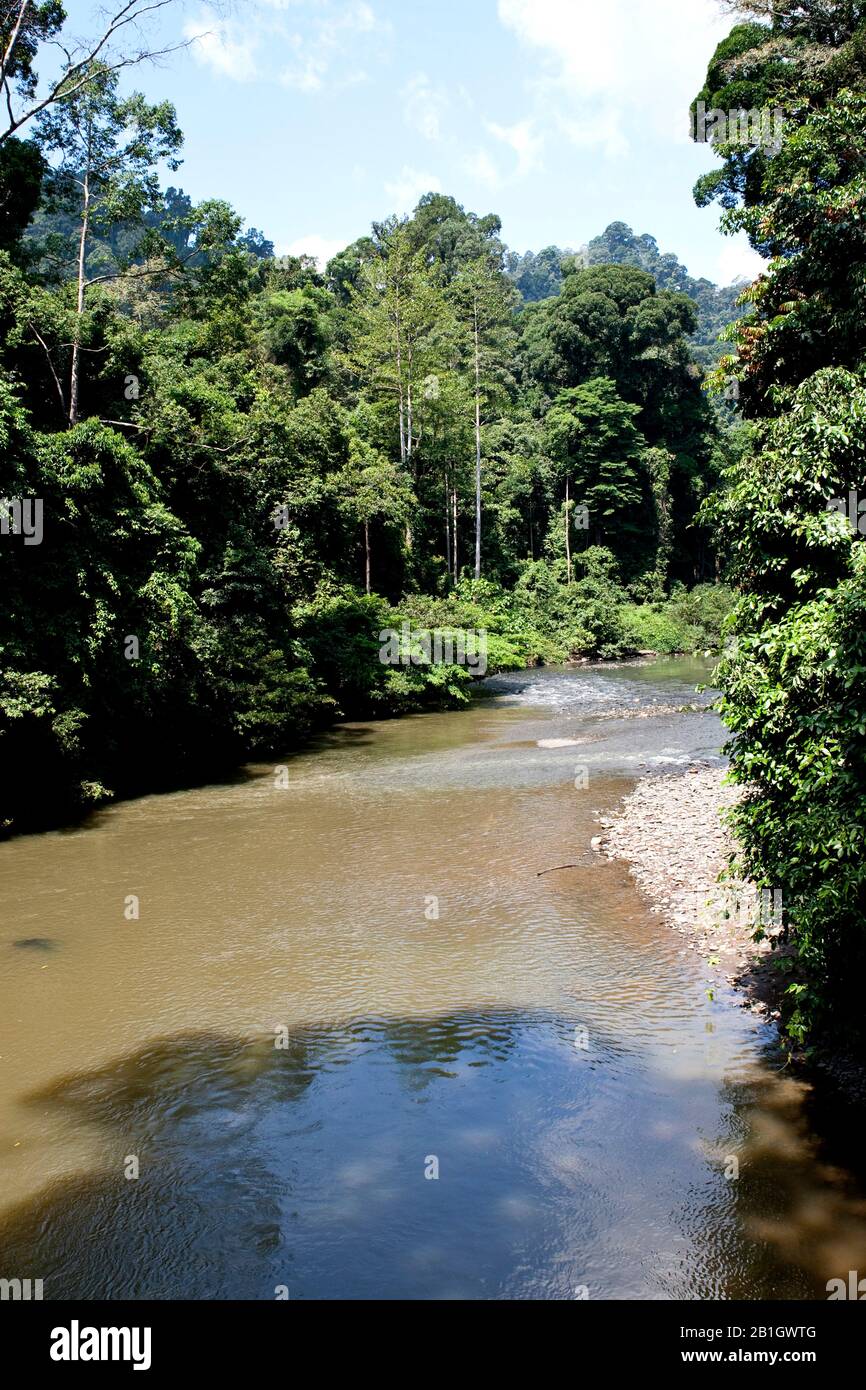 Fluss im tropischen Regenwald Danum Valley, Malaysia, Borneo Stockfoto