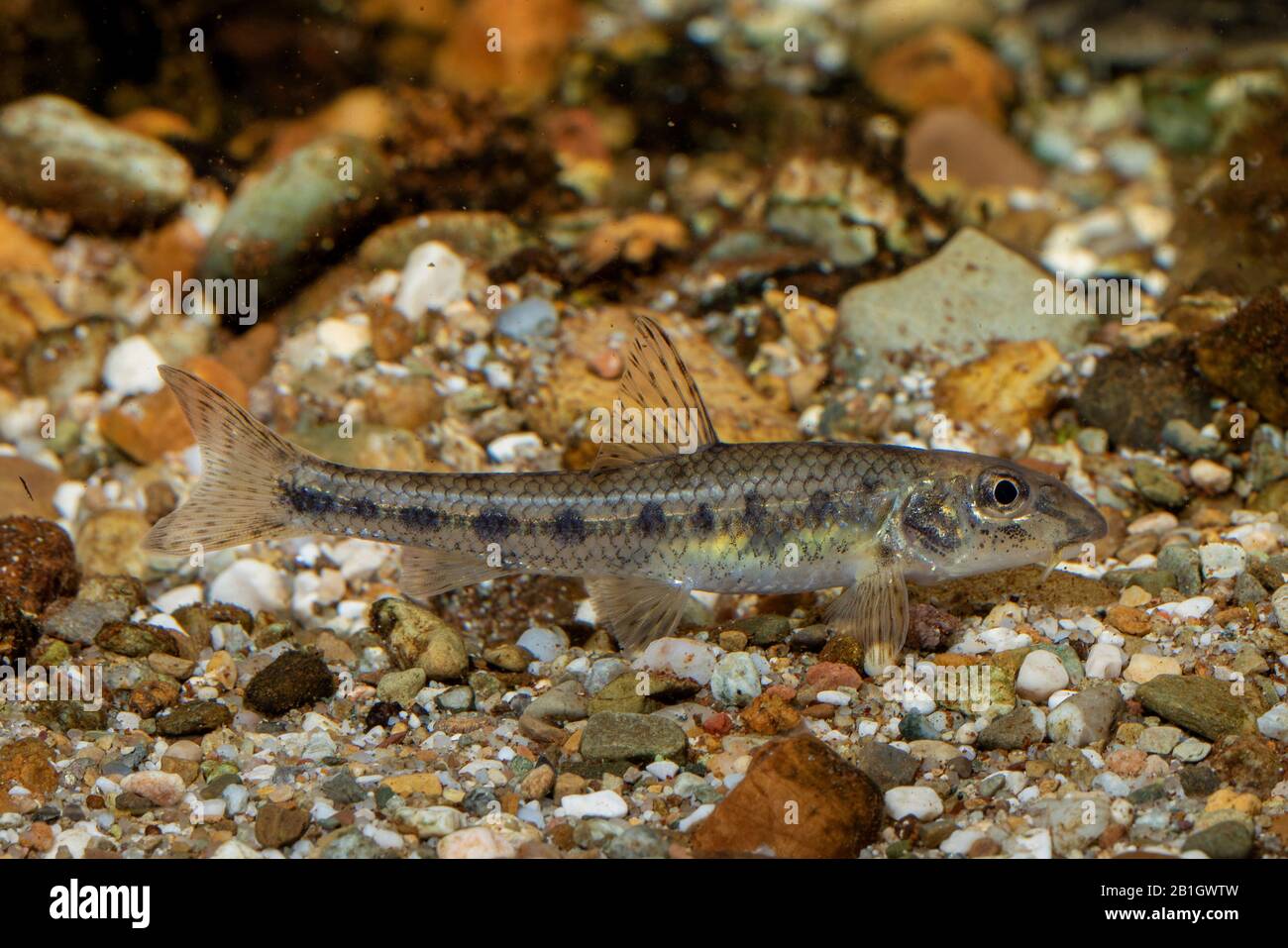 Gobio (Gobio gobio), Schwimmen über Schotterboden, Seitenansicht, Deutschland Stockfoto