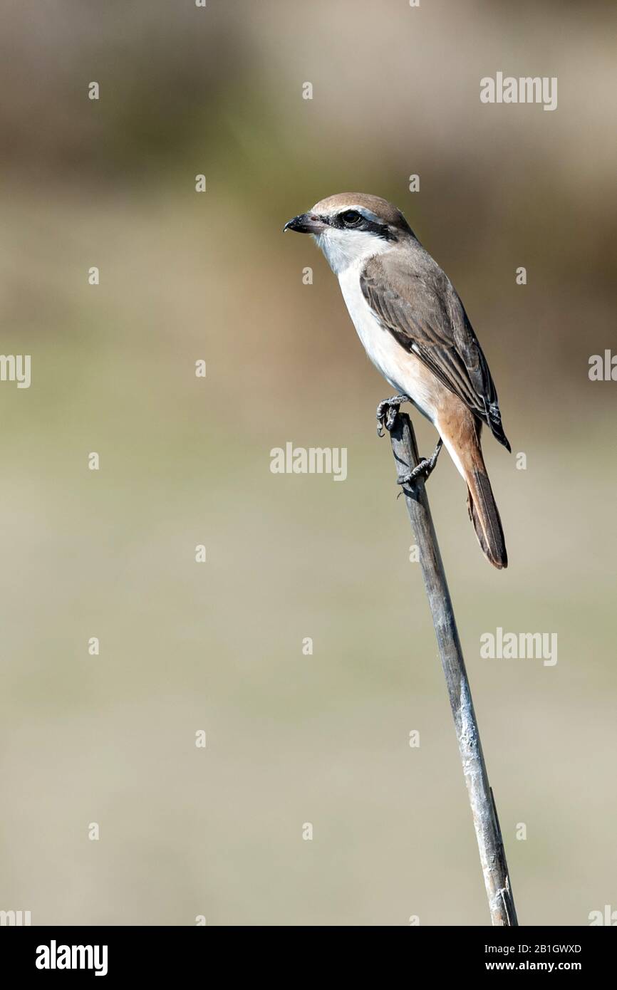 Turkestan Shrike (Lanius isabellinus phoenicuroides, Lanius phoenicuroides), männlich, Kasachstan Stockfoto