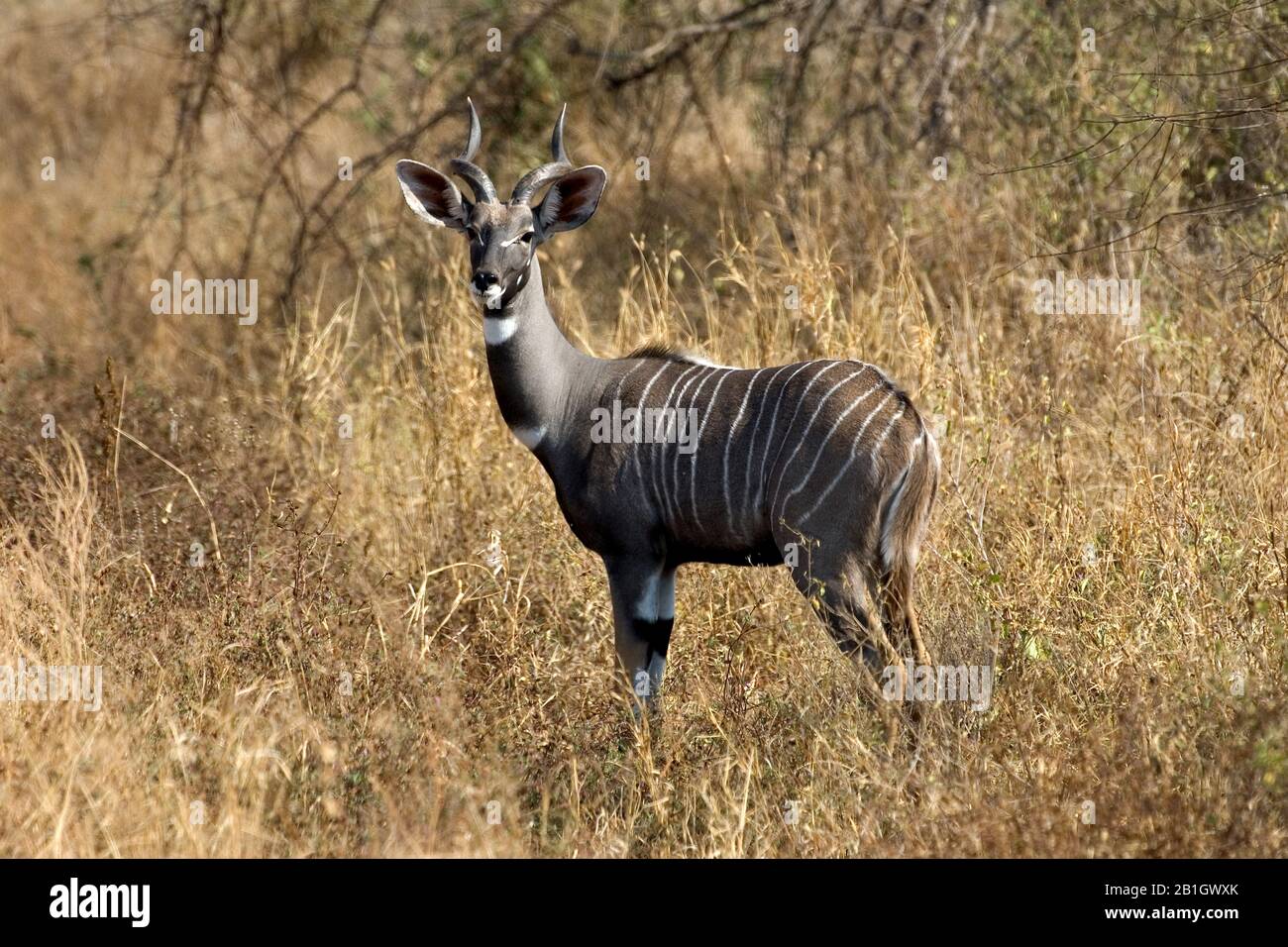 Weniger kudu (Tragelaphus imberbis), männlich stehend in trockenem Gestrüpp, Afrika Stockfoto