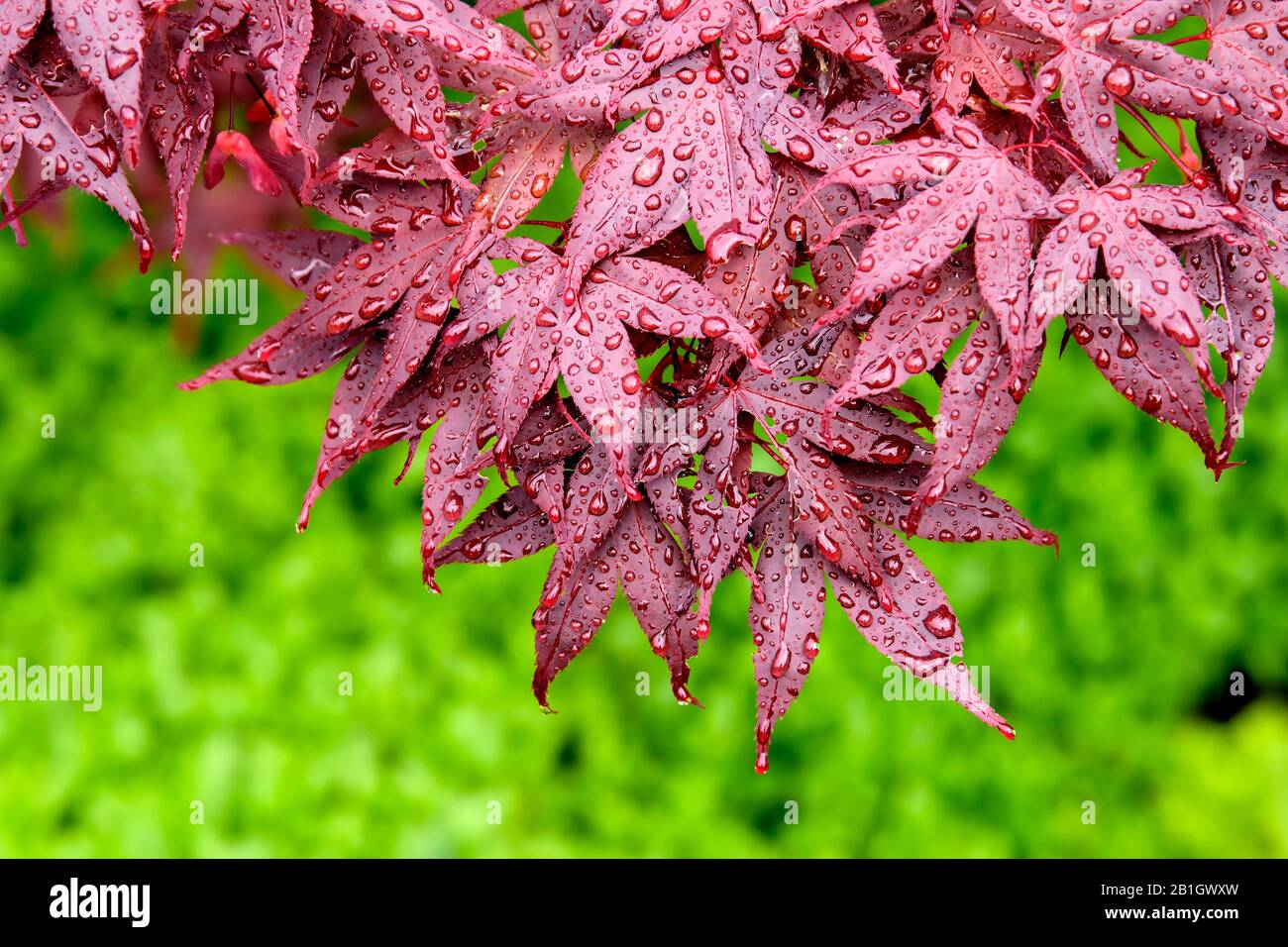 Japanischer Ahorn (Acer palmatum 'Shojo', Acer palmatum Shojo), Kultivar-Shojo, mit Regentropfen Stockfoto