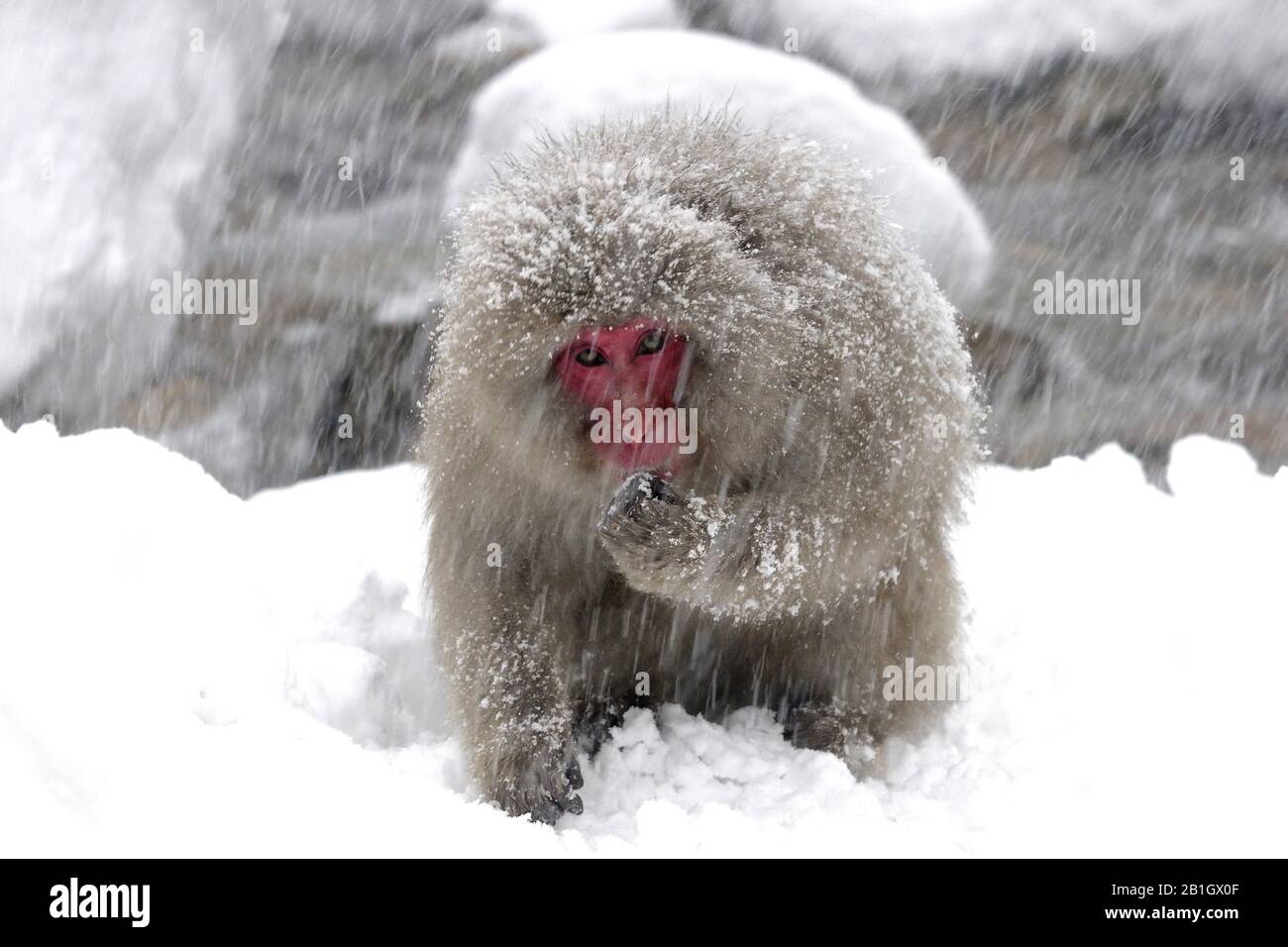 Japanische Makaque, Schneemaffe (Macaca fuscata), im Schnee, Japan, Nagano, Jigokudani Yaen Koen Stockfoto