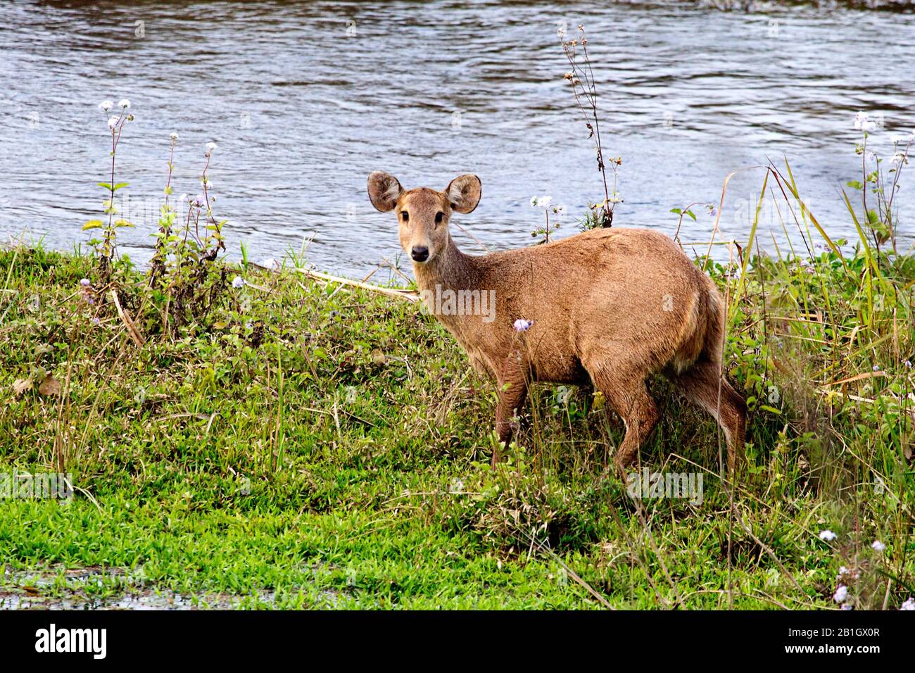 Hog Deer (Axis porcinus, Hyelaphus porcinus), Weibchen, die an der Küste stehen, Nepal, Chitwan National Park Stockfoto