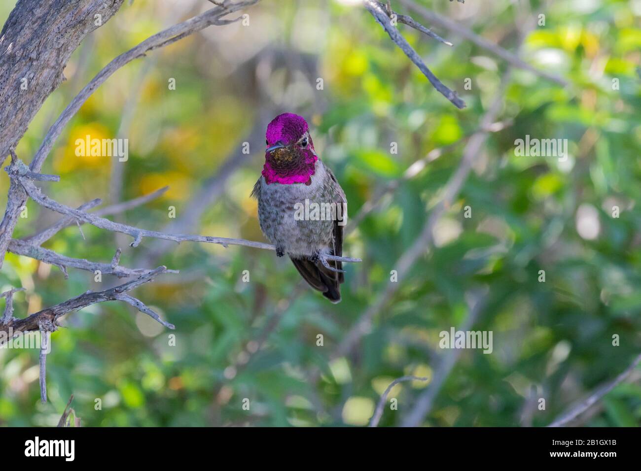 Annas Kolibris (Calypte anna), männlich auf der Suche, Vorderansicht, USA, Kalifornien, Crystal Cove State Park Stockfoto