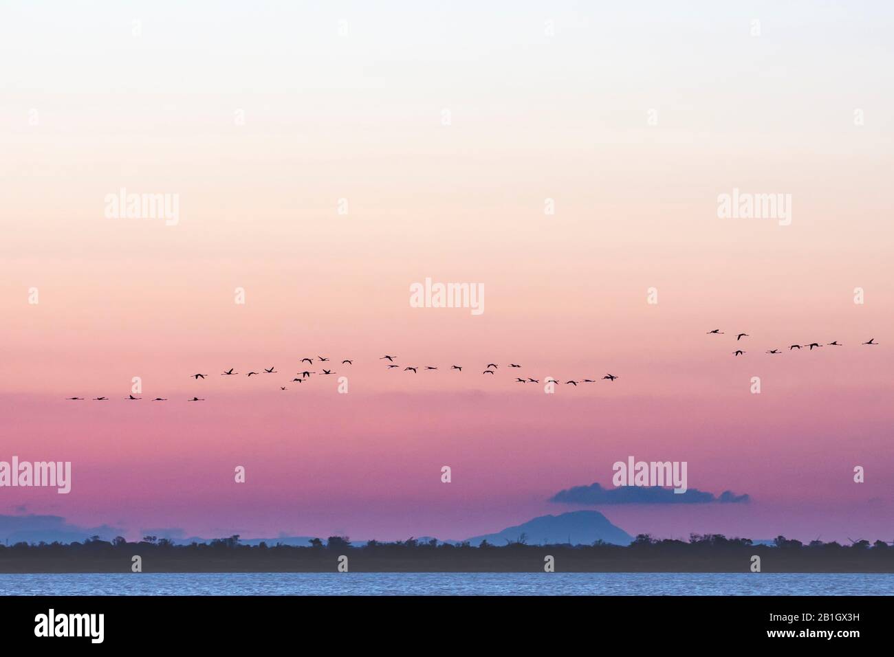 Größerer Flamingo (Phönicopterus roseus, Phönicopterus ruber roseus), fliegende Herde im Abendlicht, Frankreich, Reservat Naturelle Nationale de Camargue Stockfoto