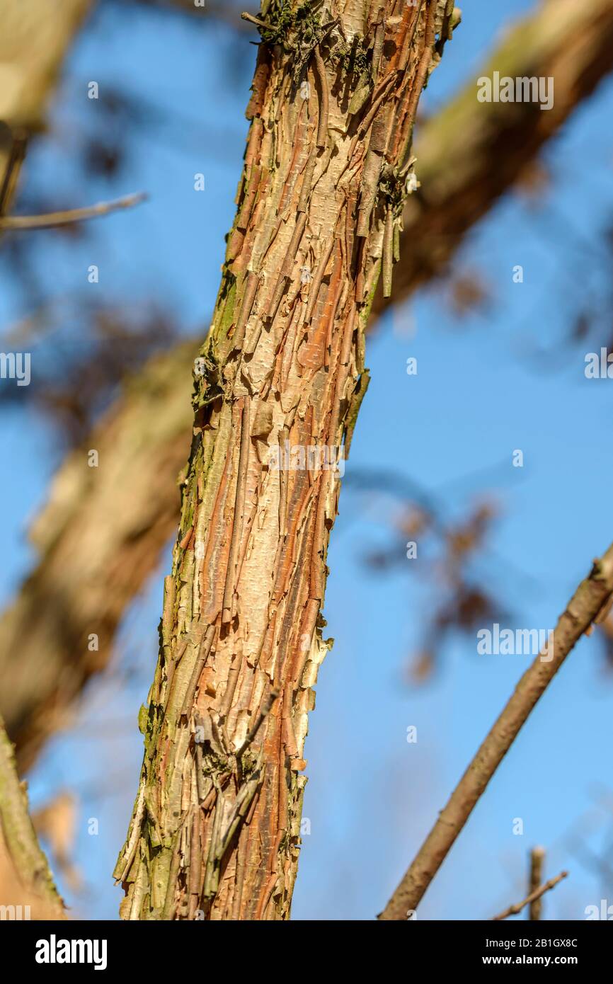 Raubgebarbter Ahorn, Dreiblütig Ahorn (Acer triflorum), Stamm Stockfoto