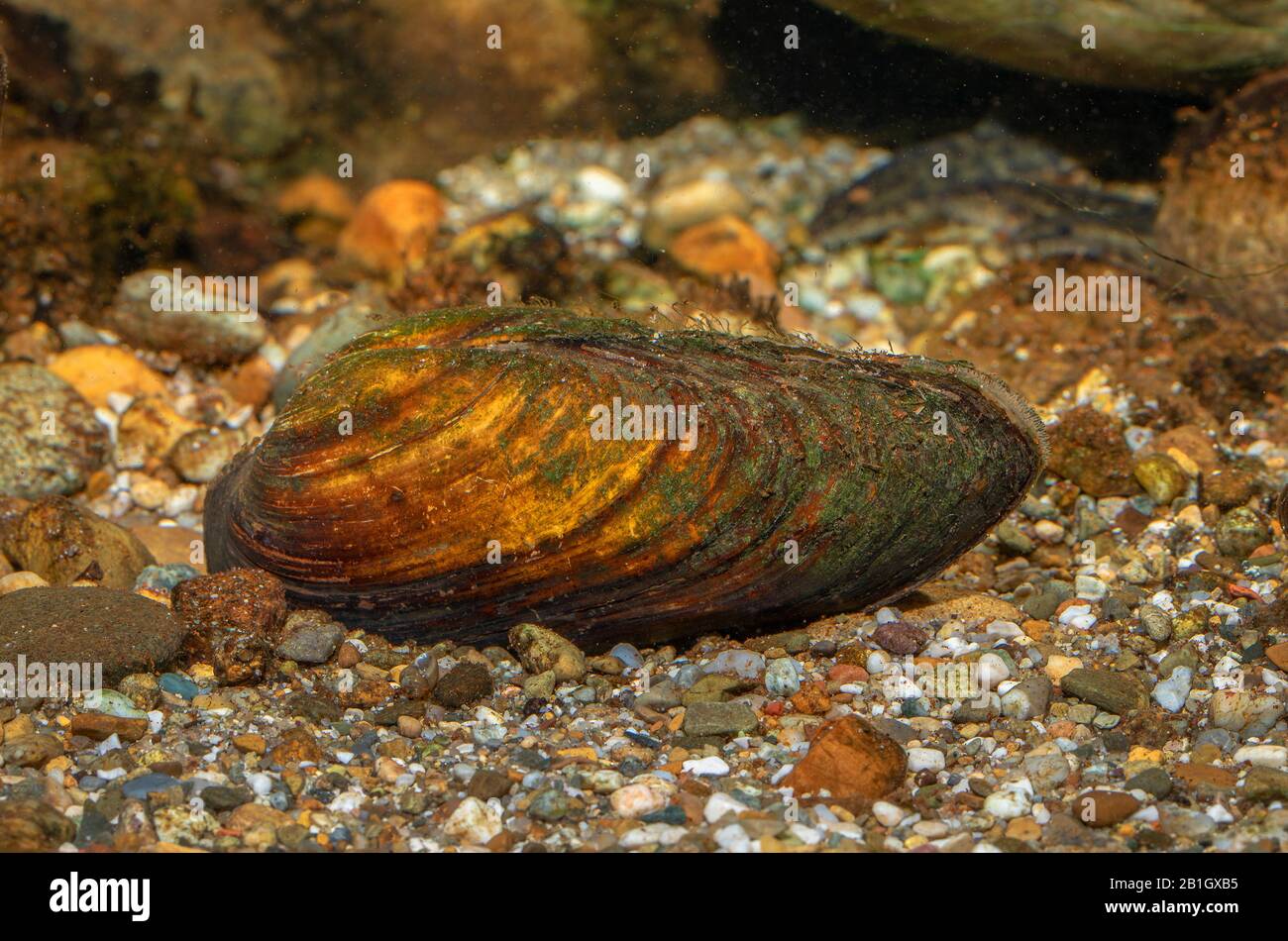 Malermuschel (Unio pictorum, Pollicepes pictorum), mit sichtbaren Siphonen in und aus Stockfoto