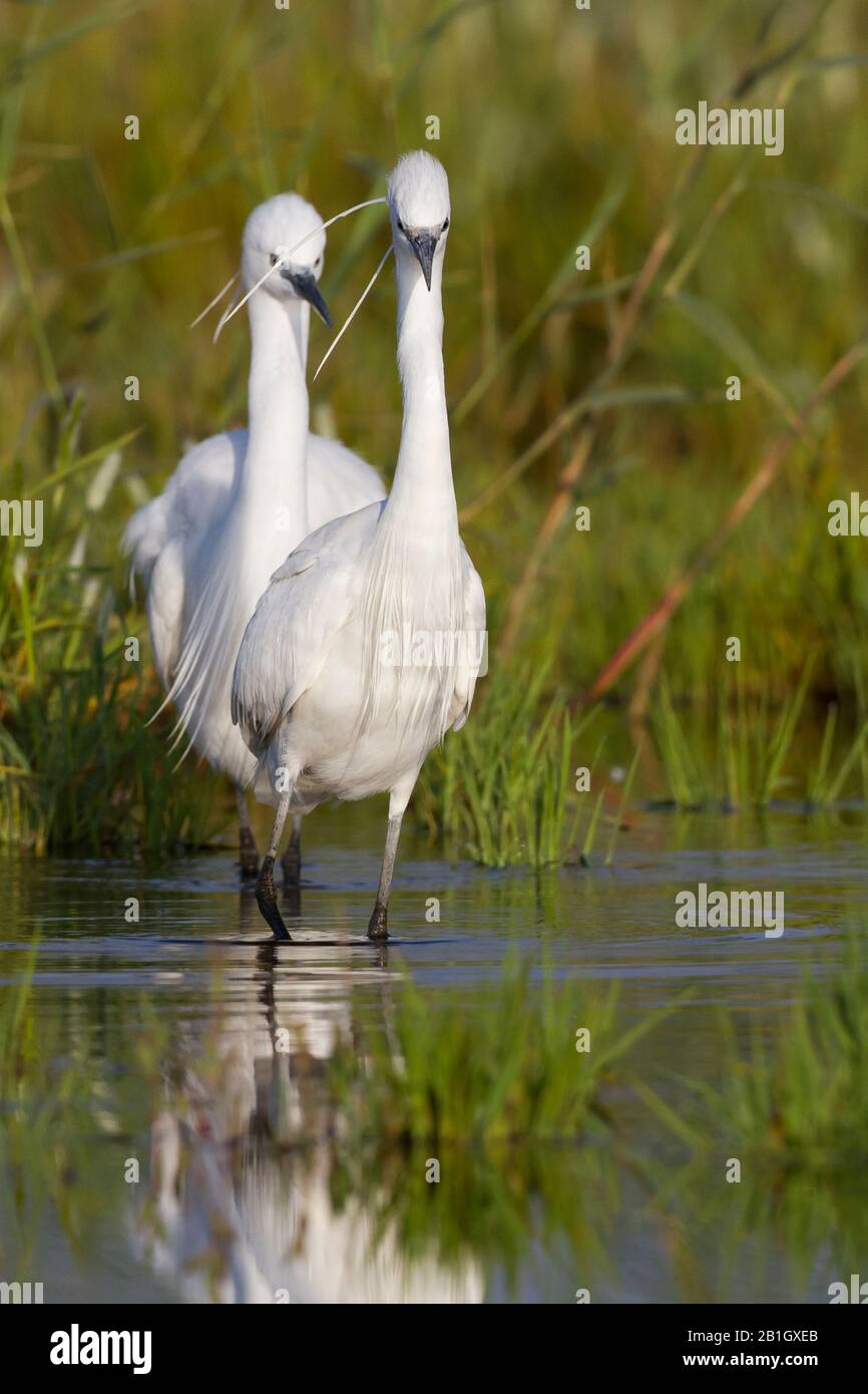 Kleine Egrette (Egretta garzetta), im Brutgefieders, Zypern Stockfoto