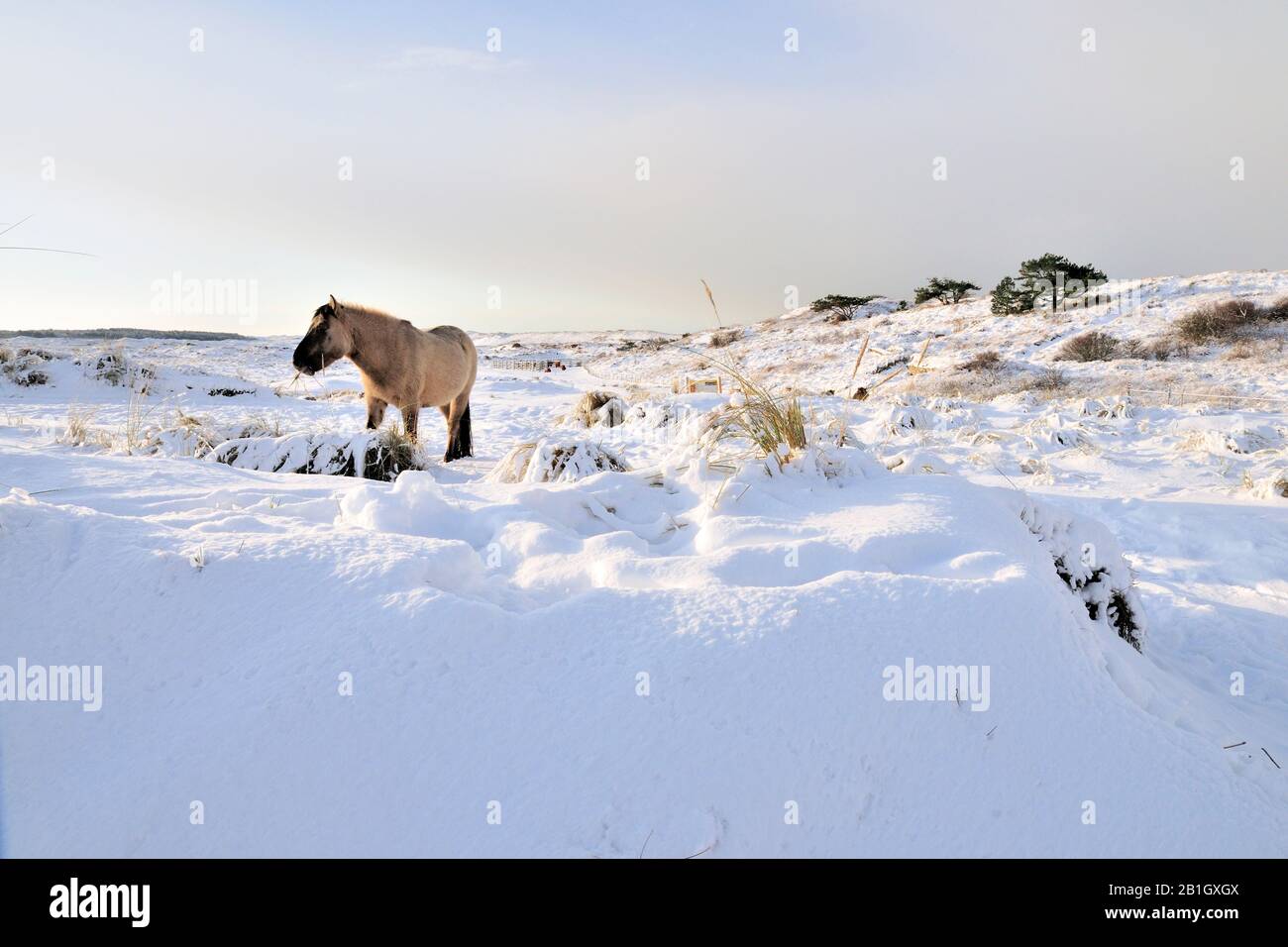 Konik Pferd (Equus przewalskii f. caballus), in schneebedeckter Landschaft, Niederlande, Grafelijkheidsduinen Stockfoto