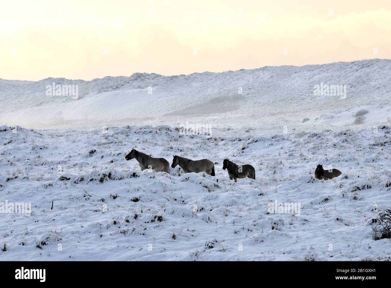 Konik Pferd (Equus przewalskii f. caballus), vier koniks in verschneiten Landschaften, Niederlande, Grafelijkheidsduinen Stockfoto