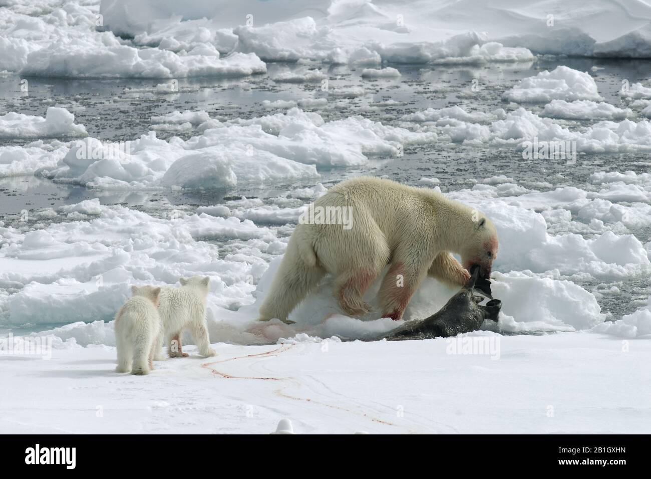 Eisbär (Ursus maritimus), Weibchen mit Puppen bei einem Töten, Norwegen, Spitzbergen Stockfoto