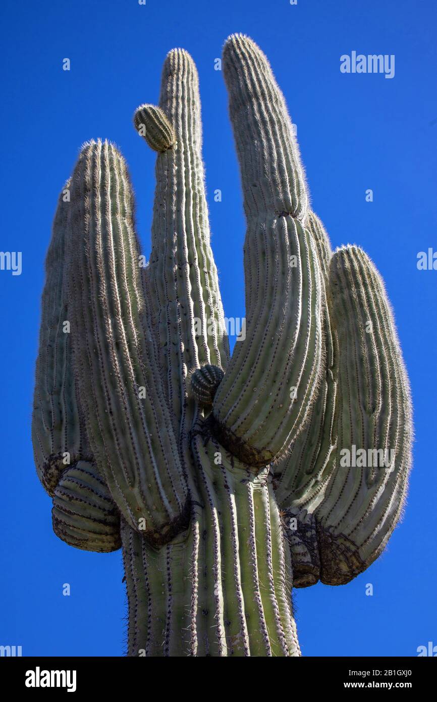 Saguaro-Kaktus (Carnegiea gigantea, Cereus giganteus), Habitus, USA, Arizona, Sonorawueste Stockfoto