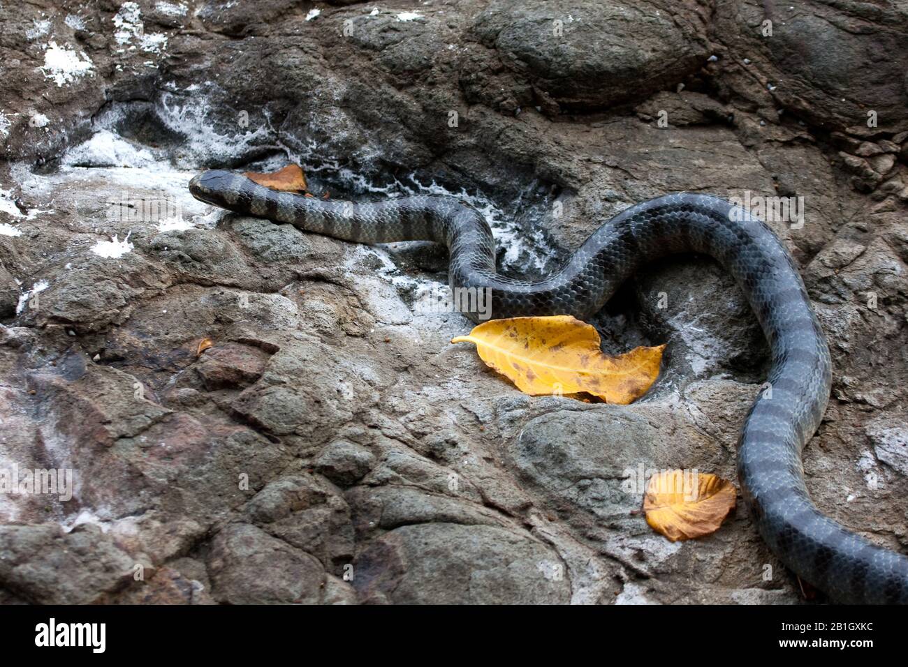 Gebänderter Gelblippen-Meereskrait, Gebänderte Gelblippen-Seeschlange, Gebänderte Seeschlange (Laticauda colubrina), auf Felsen am Strand, Indonesien, Borneo Stockfoto