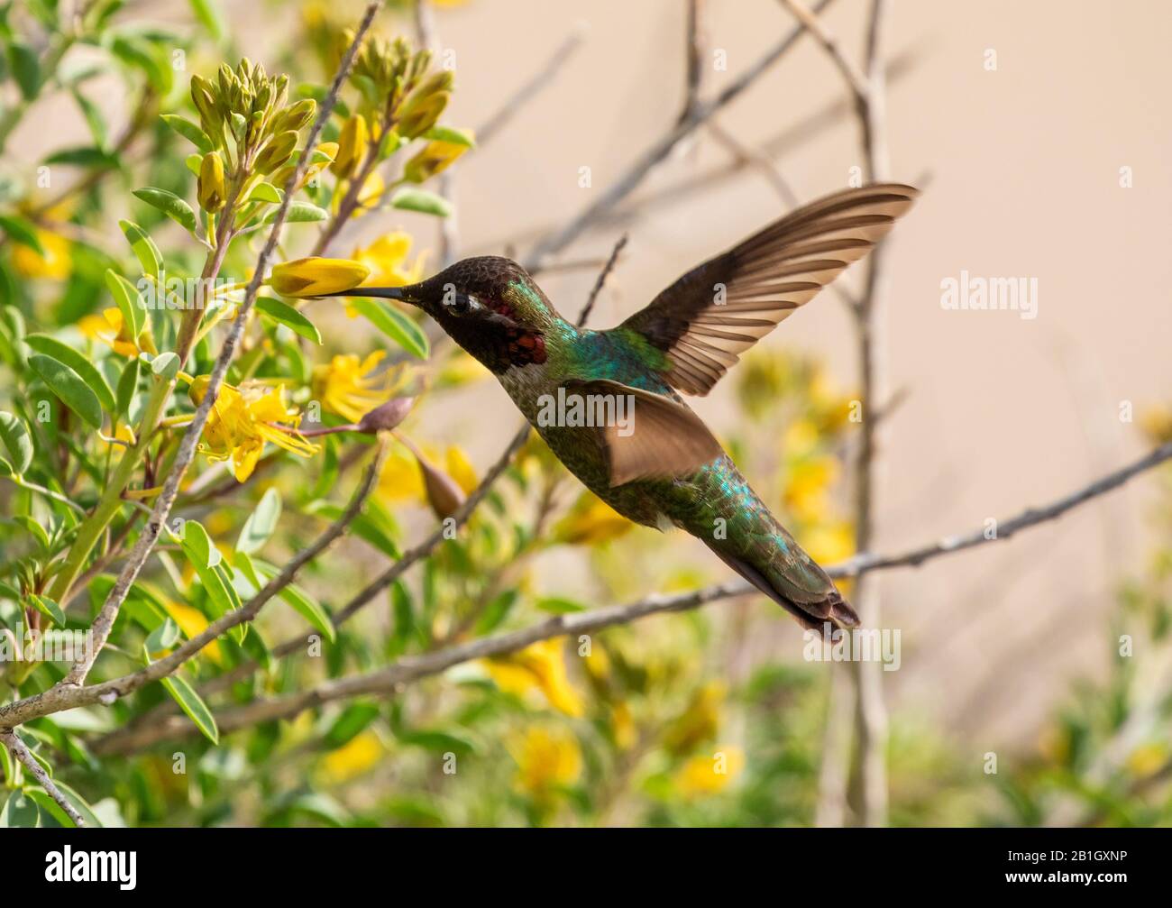 Annas Kolibris (Calypte anna), männliche Fütterung bei einer gelben Blume im Flug, USA, Kalifornien, Crystal Cove State Park, Irvine Stockfoto