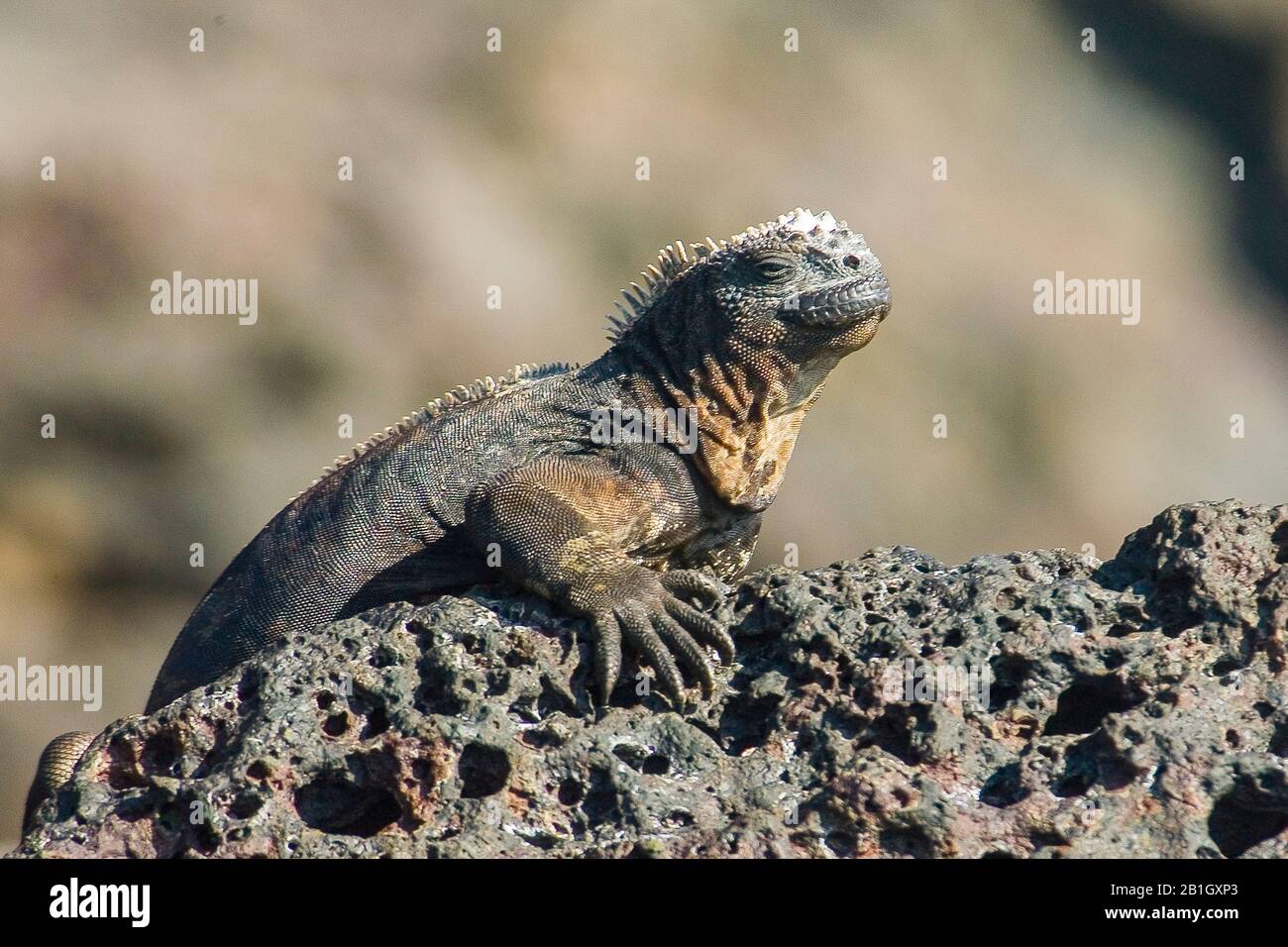 Marine Iguana, Galapagos Marine Iguana (Amblyrhynchus Cristatus), auf Küstenfelsen sitzend, Ecuador, Galapagos Inseln, Bartolome Stockfoto