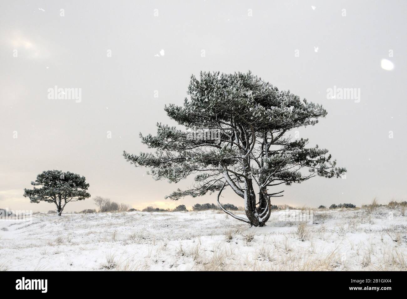 Scotch Pine, Scots Pine (Pinus sylvestris), Schneefall in den Dünen mit Kiefern, Niederlande, den Helder Stockfoto