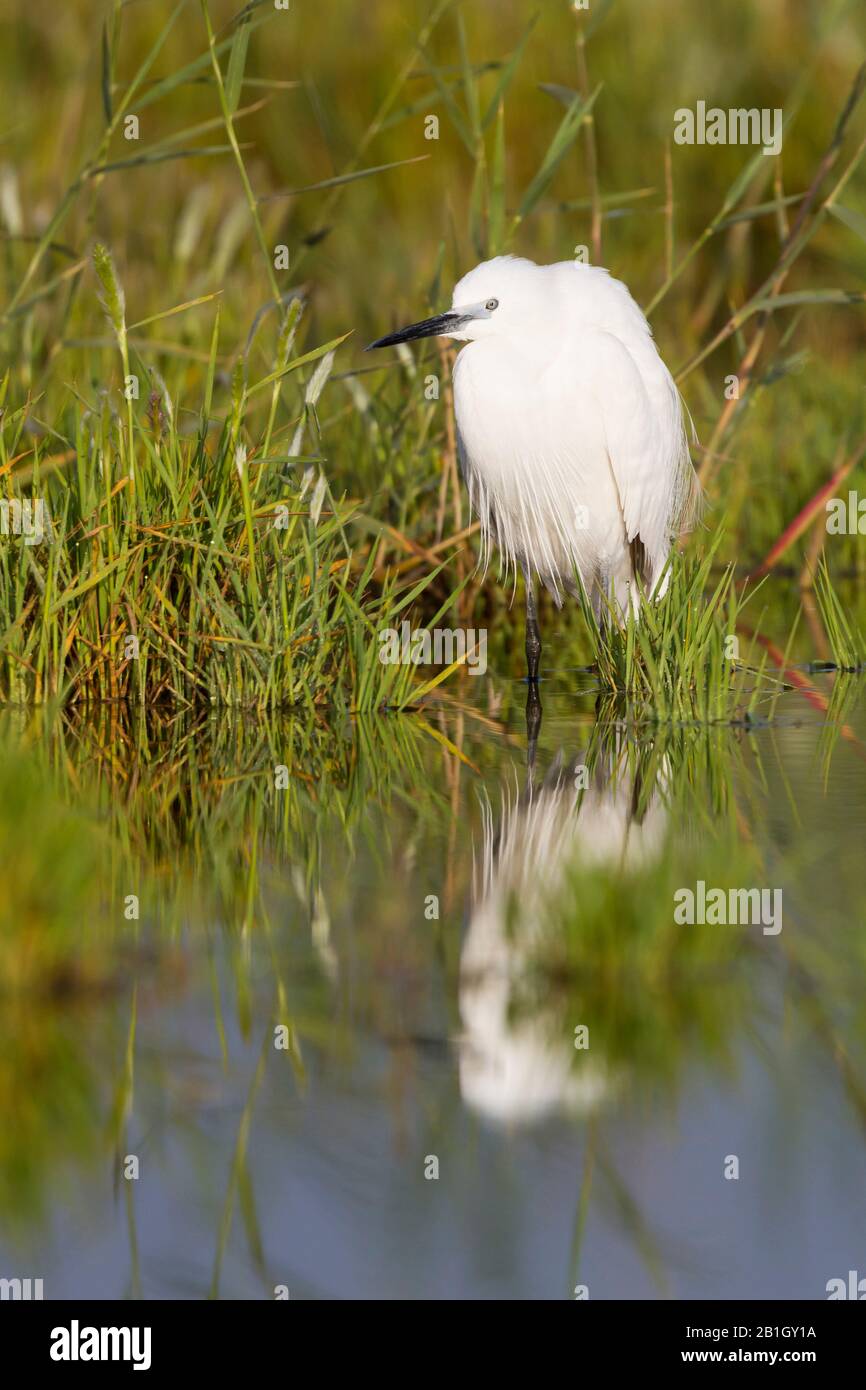 Kleine Egrette (Egretta garzetta), im Brutgefieders, Zypern Stockfoto