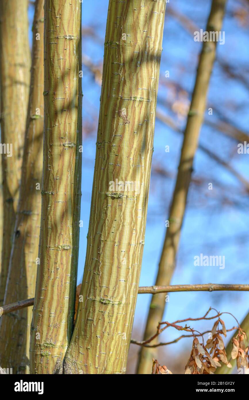 David's Maple (Acer davidii 'Horizontale', Acer davidii Horizontale), Cultivar Horizontale Stockfoto