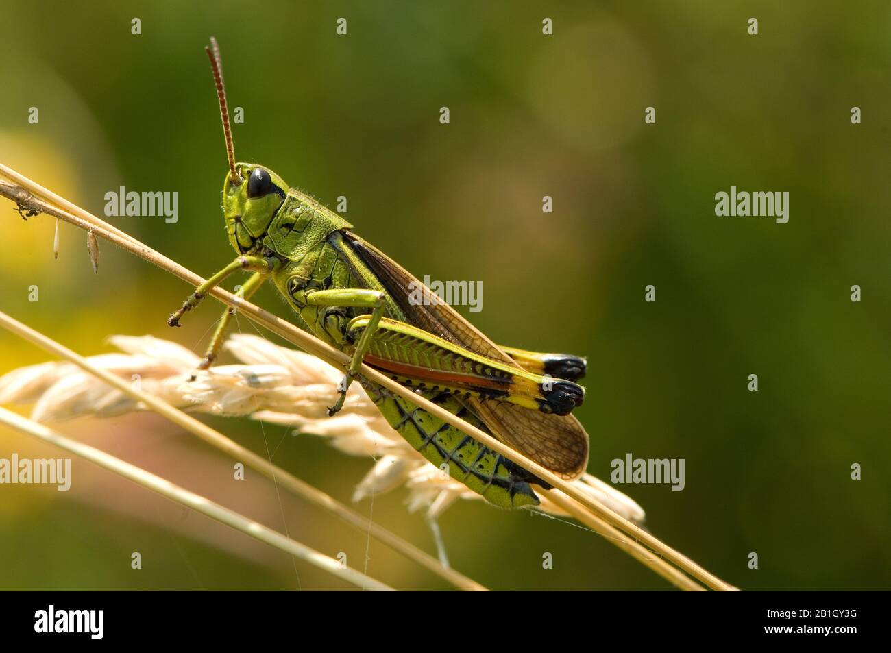 Große Moorgrasmücke (Mecostetus grossus, Stethophyma grossum), an einem Spross sitzend, Seitenansicht, Niederlande Stockfoto