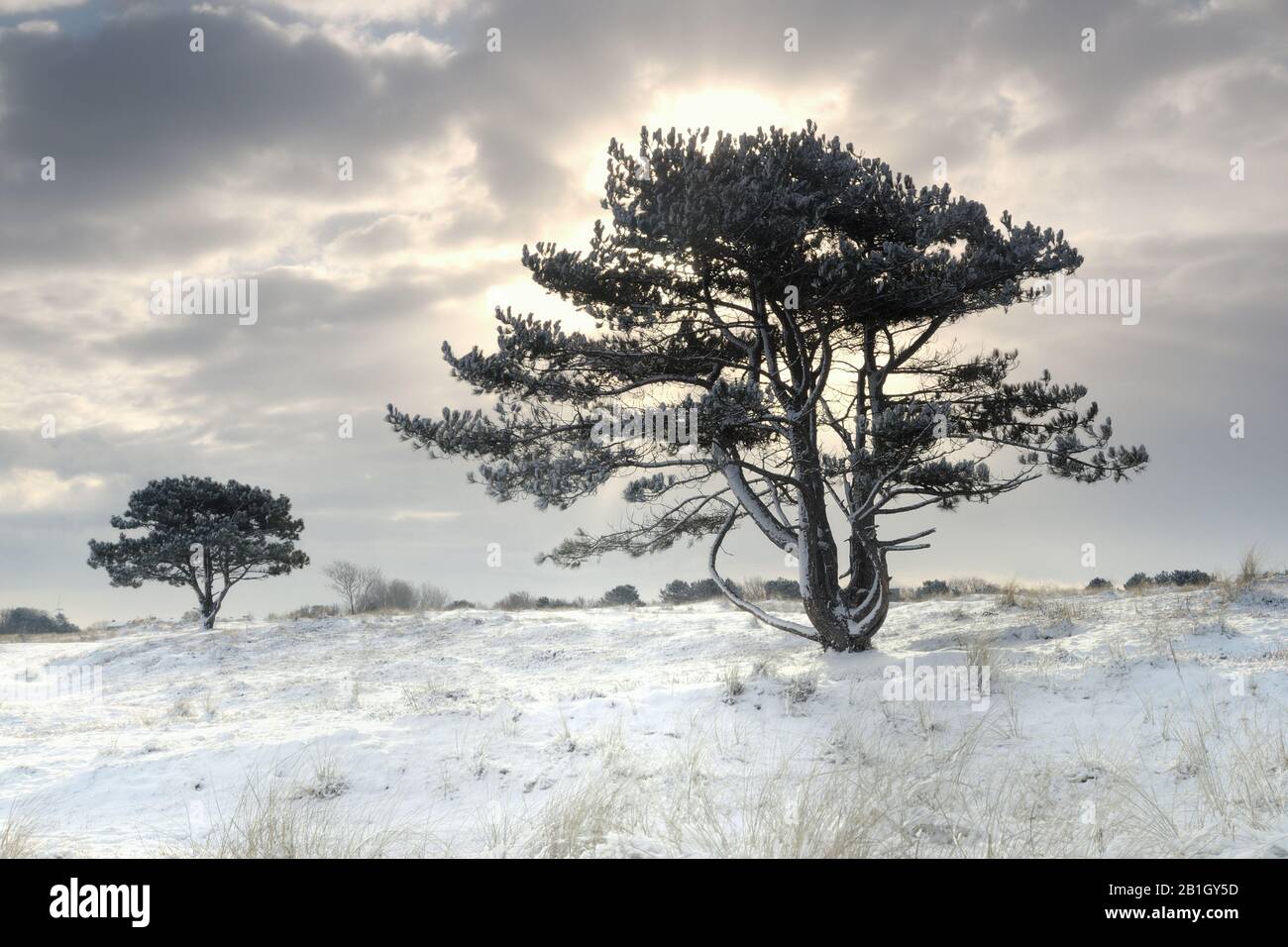 Scotch Pine, Scots Pine (Pinus sylvestris), Schnee in den Dünen mit Kiefern, Niederlande, den Helder Stockfoto