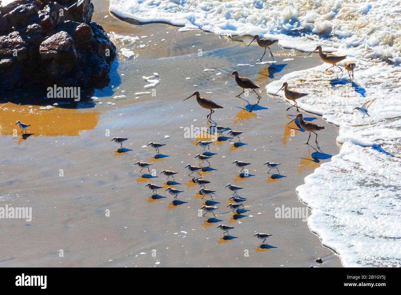 Marmorierter Podwit (Limosa fedoa) und Sanderling, Calidris alba, der von einer Welle am Sandstrand, USA, Kalifornien, Crystal Cove State Park, entfernt ist Stockfoto