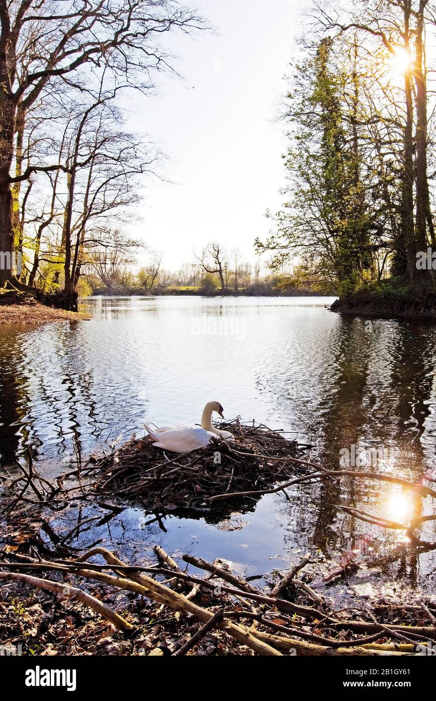 Mute Swan (Cygnus olor), See mit Brutschwan im Frühjahr, Deutschland, Nordrhein-Westfalen, Niederrhein, Rees Stockfoto