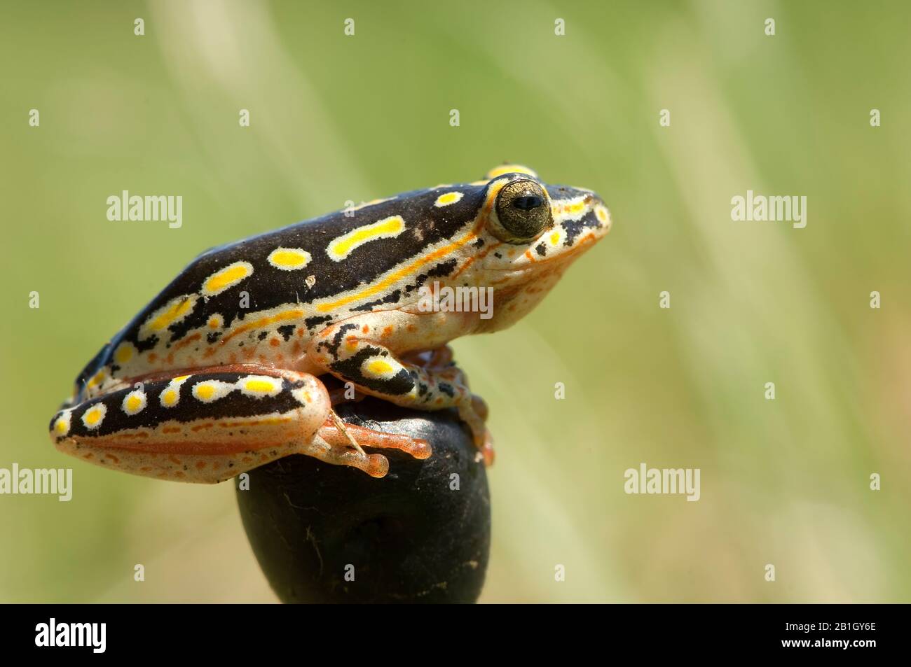 Bemalter Reed-Frosch (Hyperolius marmoratus), Porträt in voller Länge, Seitenansicht, Südafrika Stockfoto