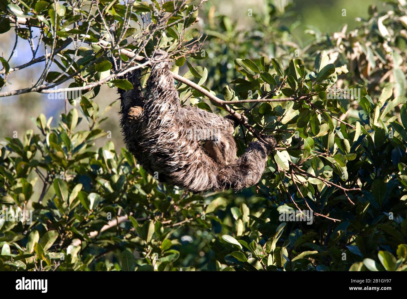 Braunkehlige Faultiere (Bradypus variegatus), hängender Kopf unter einem Ast, Brasilien Stockfoto