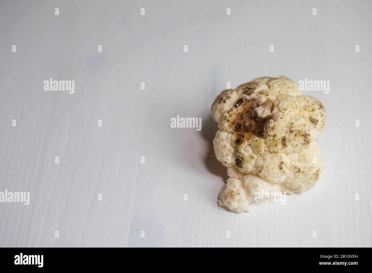 Verdorbener fender Blumenkohl. Verdornter Blumenkohl auf hellem Hintergrund. Schwarzer Schimmel auf schlechtem Blumenkohl. Unsachgemäße Lagerung von Gemüse. Nahaufnahme. Hässlich fo Stockfoto
