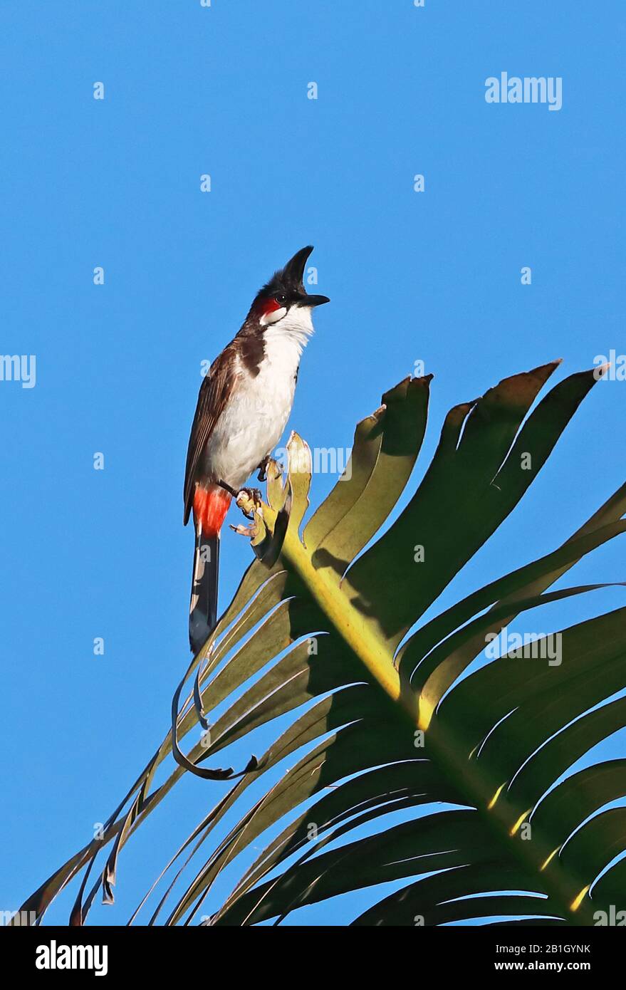 Rot geflüsterter Bulbul (Pycnonotus jocosus) ausgewachsen oben auf dem Blatt, eingeführte Art Mauritius November Stockfoto