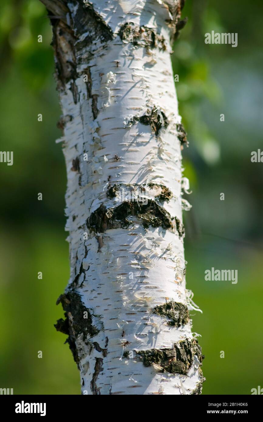 Birkenstamm in der Natur. Muster aus Birkenrinde mit schwarzen Birkenstreifen auf weißer Birkenrinde und mit Holz-Birke-Rindentextur Stockfoto
