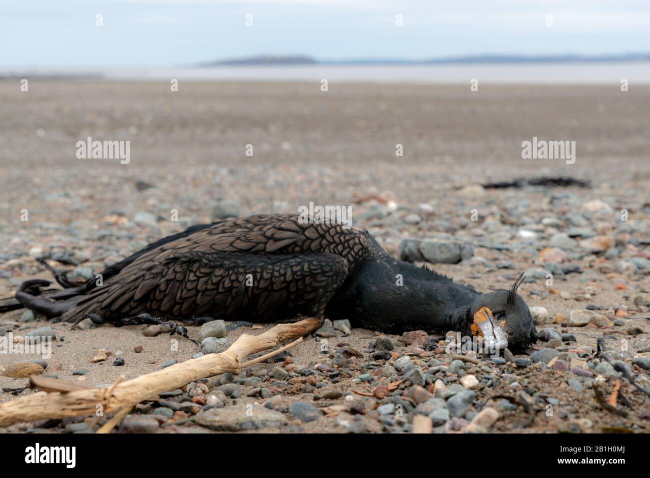Tote Kormoran an einem sandigen Strand. Meer hinter in der Ferne. Konzentrieren Sie sich auf das Gesicht. Stockfoto