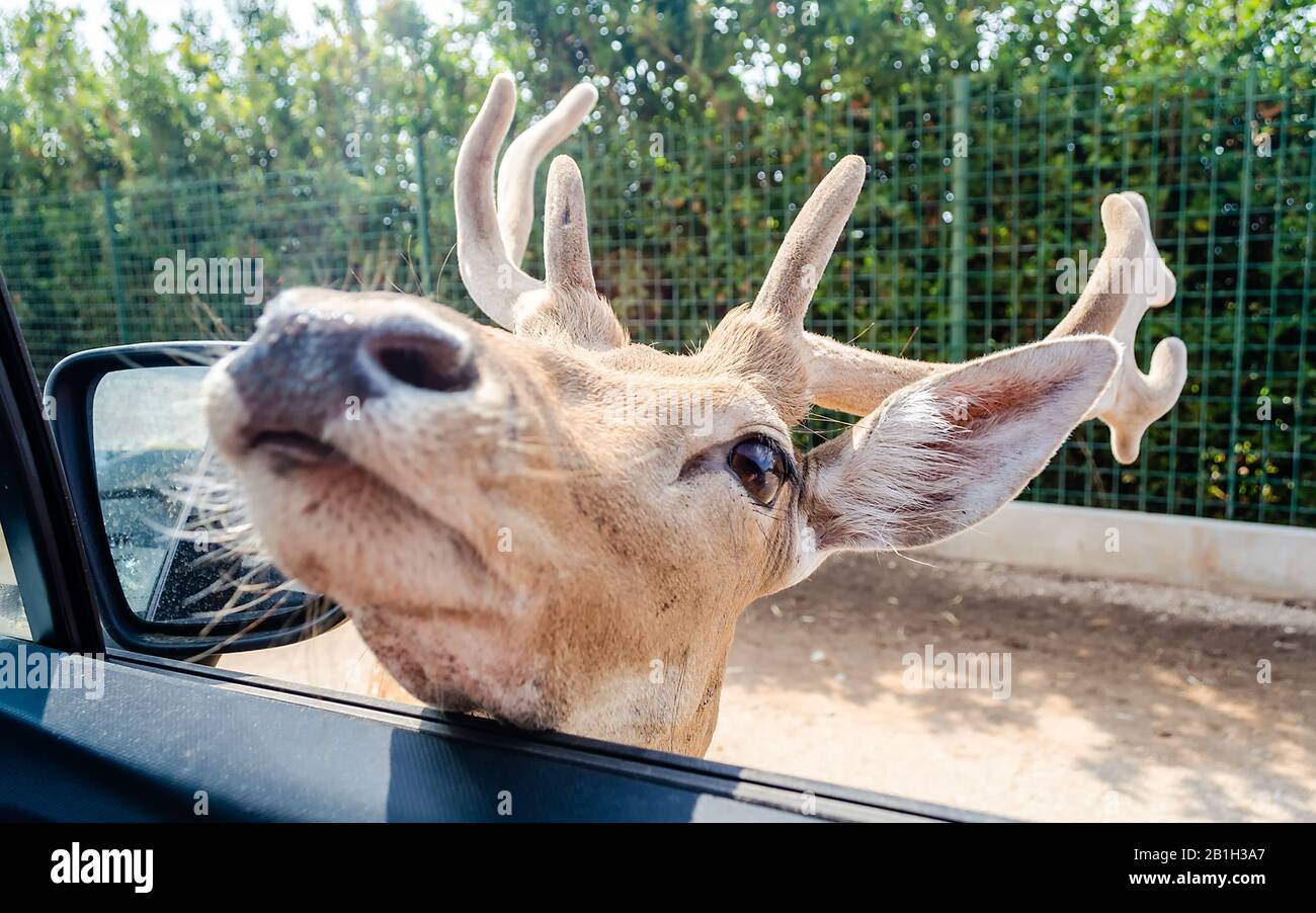 Hungrige Rehe warten durch ein Autofenster auf Nahrung. Konzentrieren Sie sich auf das Auge des Hirsches Stockfoto