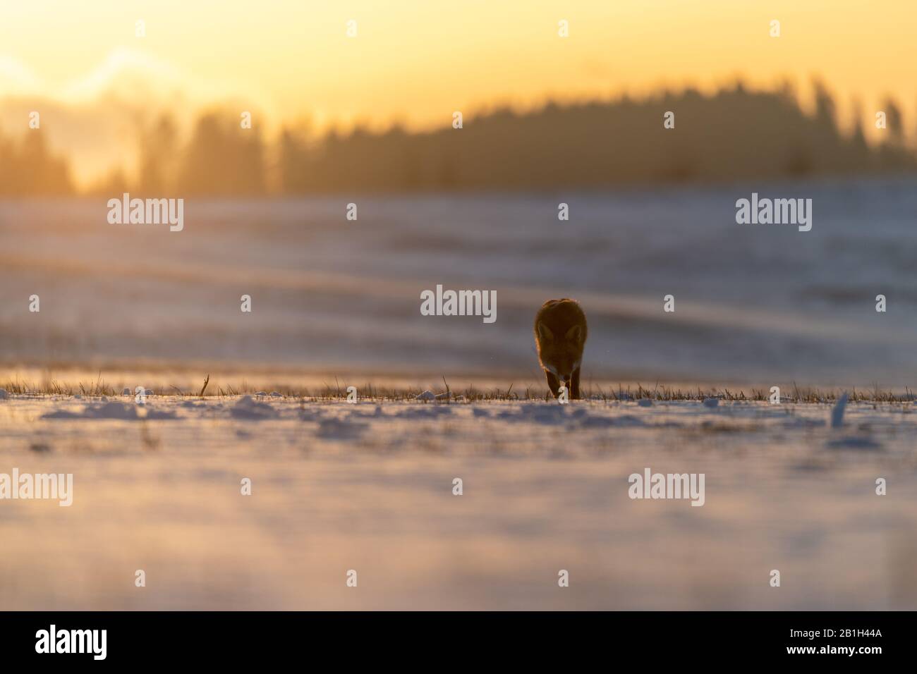 Rotfuchs (Vulpes vulpes) auf schneebedeckter Wiese. Im Hintergrund steht ein Sonnenaufgang über dem Wald. Weiches goldenes Licht. Stockfoto