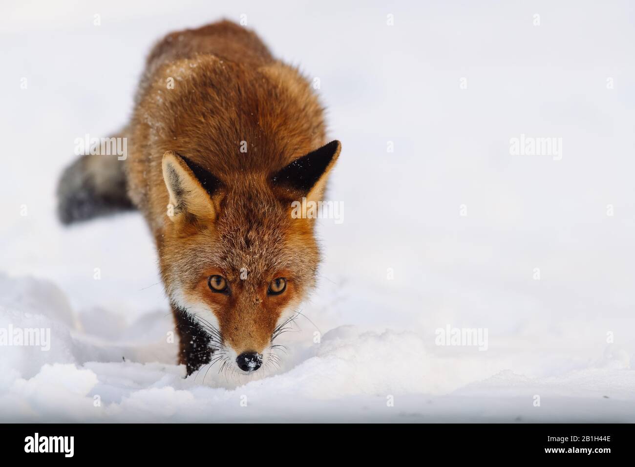 Porträt eines Rotfuchses (Vulpes Vulpes) im Schnee mit gelben Ausdrucksaugen. Wunderbarer Blick direkt in die Kamera. Der Fuchs ist auf der Jagd. Stockfoto