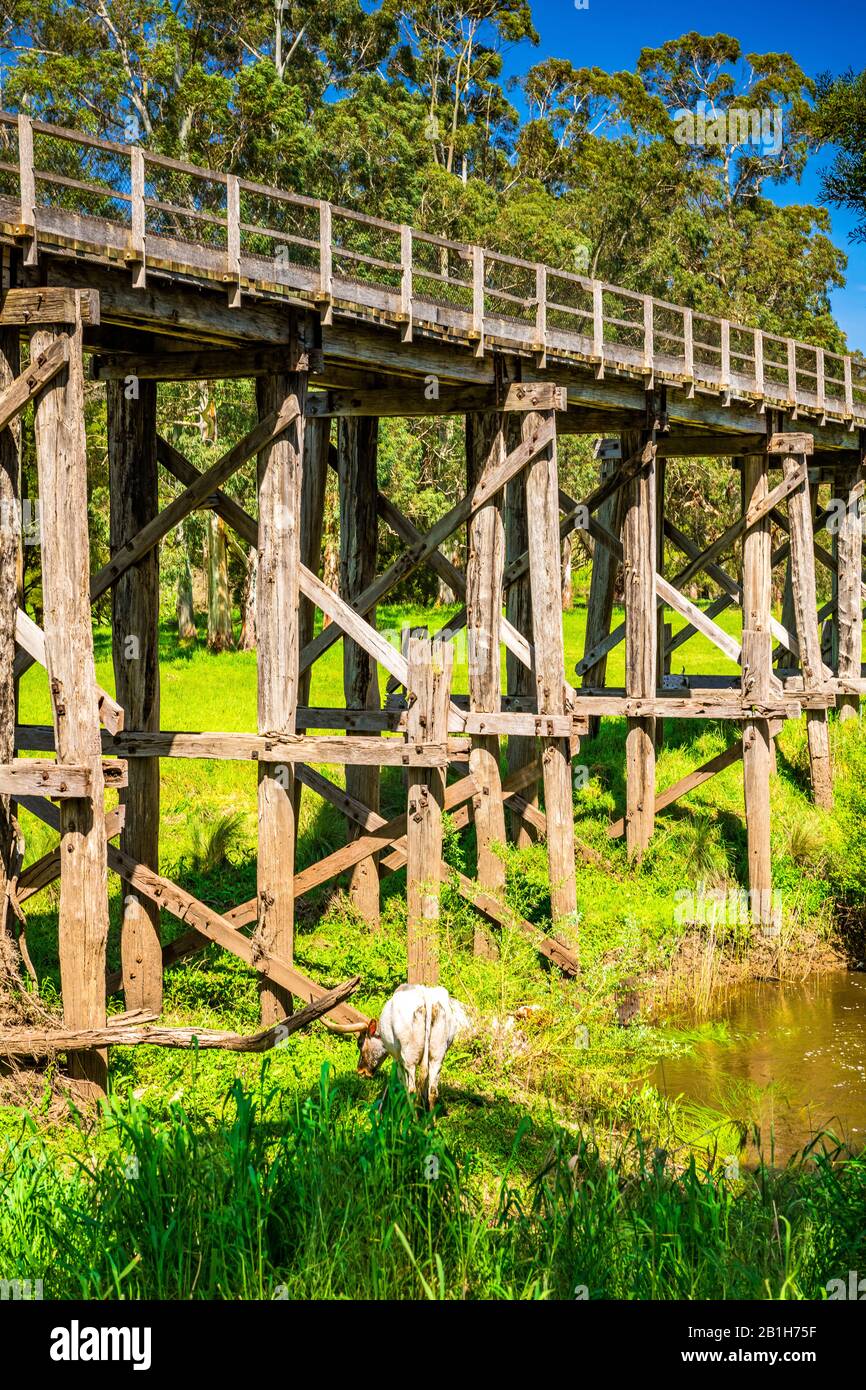 Timboon Rail Trestle Bridge in Victoria, Australien Stockfoto