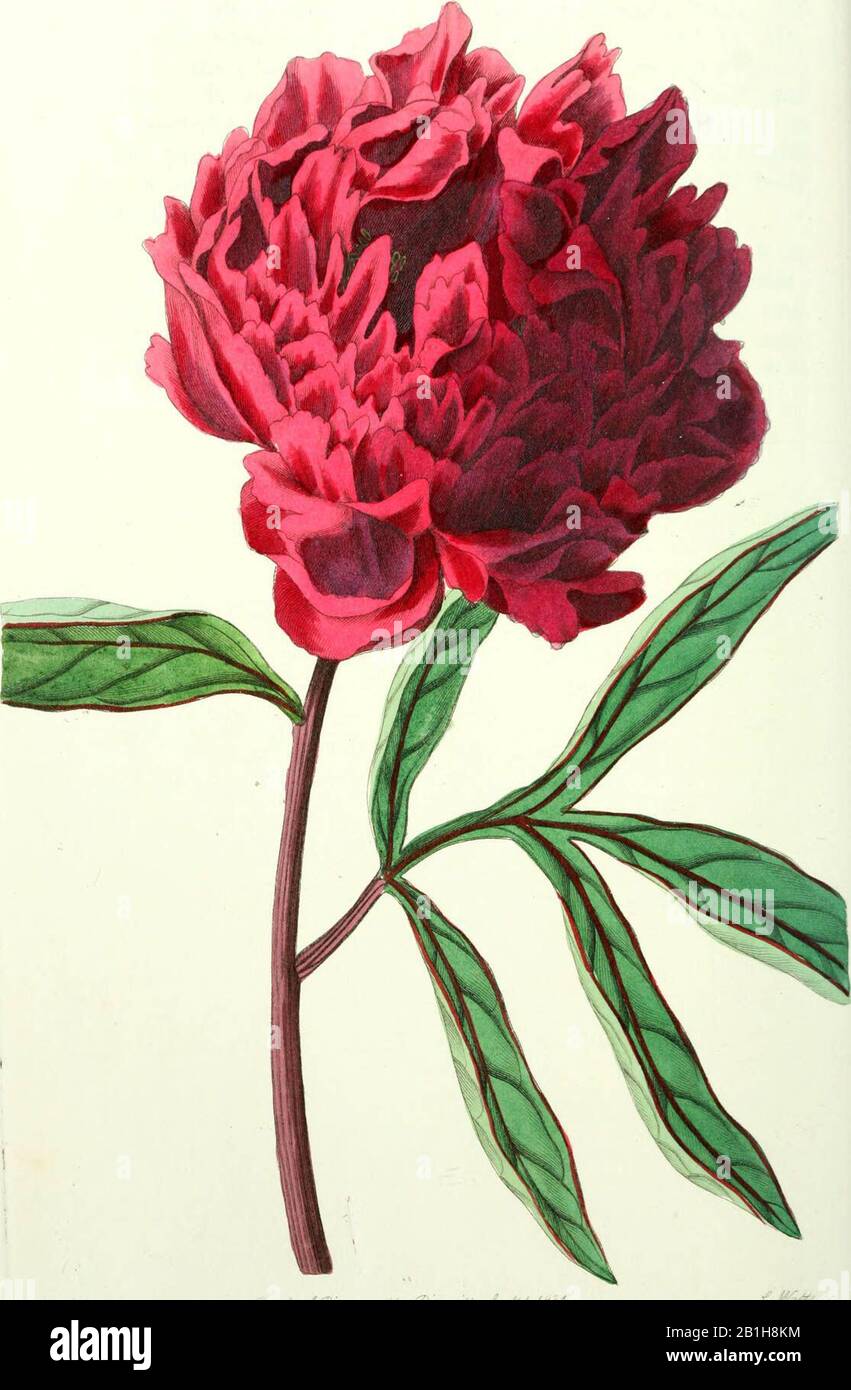 'Edwards' botanisches Register, oder, Ornamentaler Blumengarten und Gebüsch ..' (1829-1847) Stockfoto