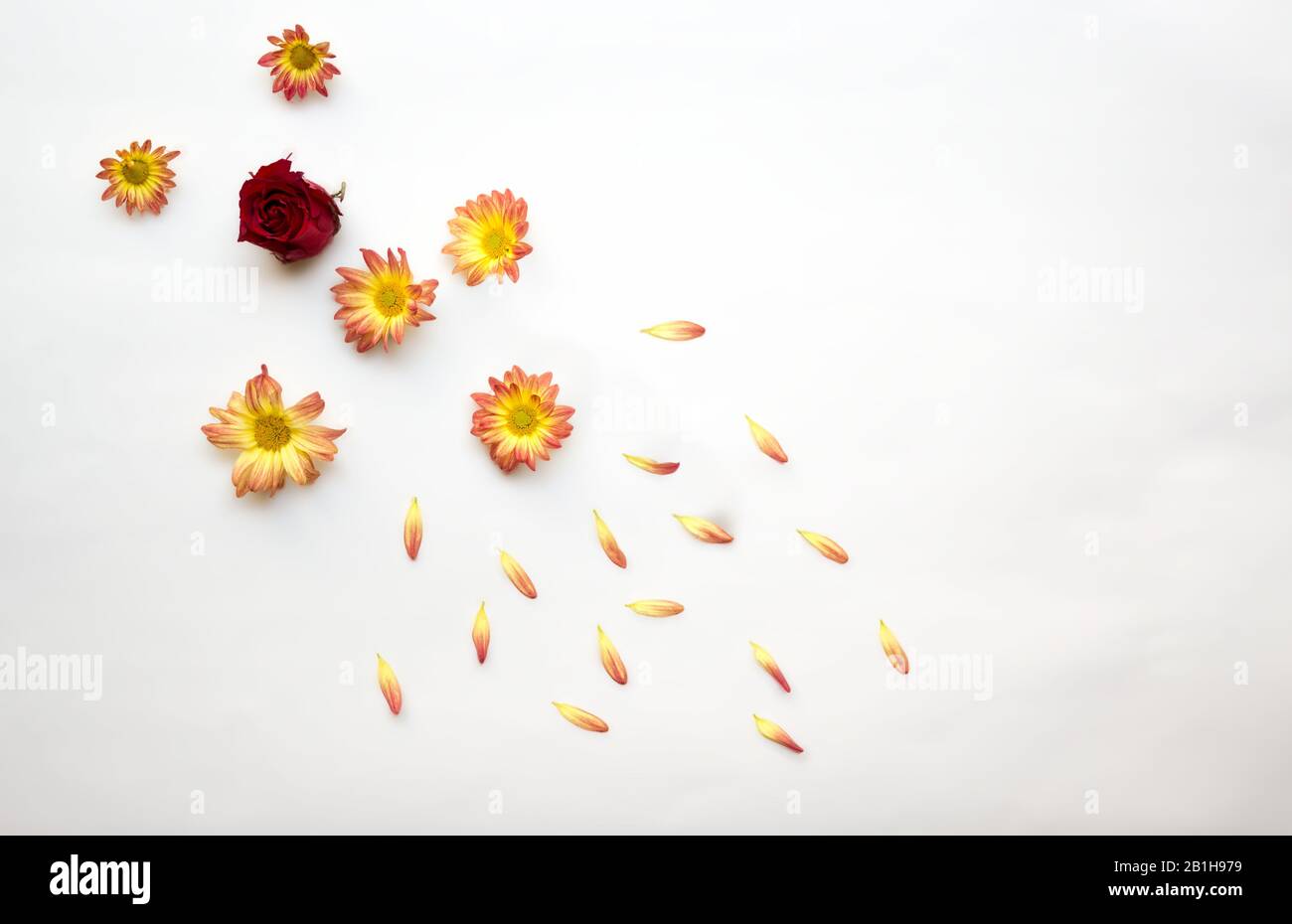 Rose und Gänseblümchen Stockfoto