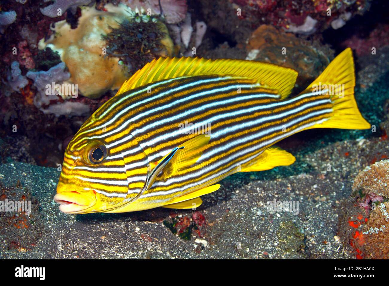 Rippenbonierte Süßlippen, Plectorhinchus polytaenia, die von Blue Streak Cleaner Wrasse, Labroides dimidiatus, gereinigt werden. Tulamen, Bali, Indonesien. Bali Meer, Stockfoto