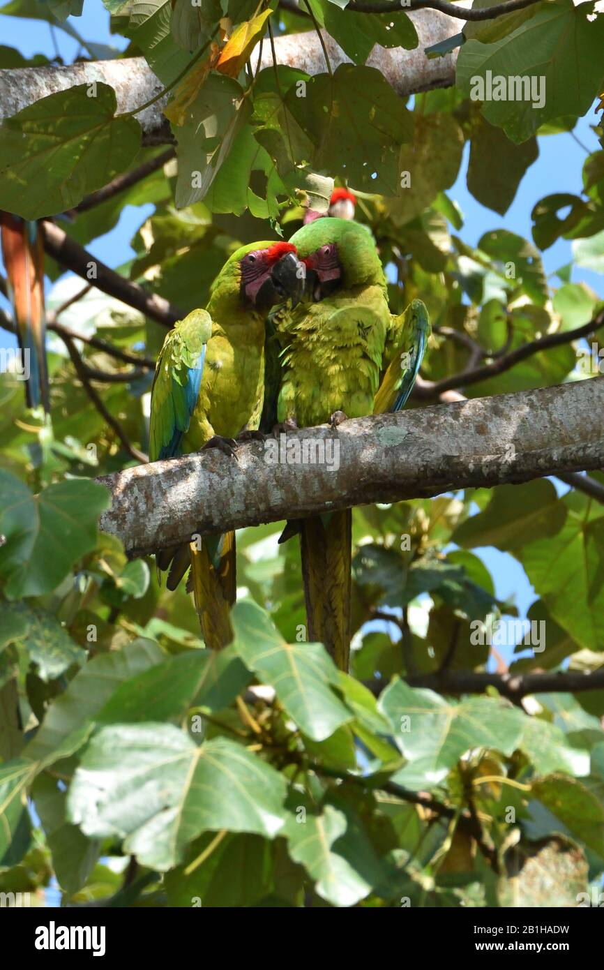 Eine Mople seltener Grüner Aras im Regenwald von Costa Rica Stockfoto