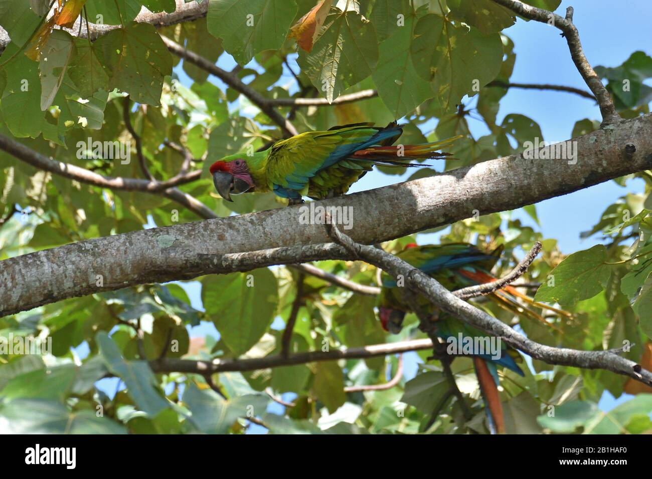 Ein seltener Großer grüner Aas im Regenwald von Costa Rica Stockfoto