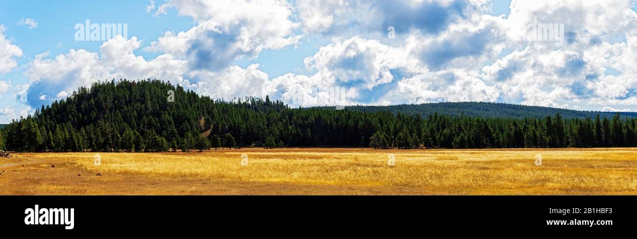 Goldene Grasfelder mit grünen bewaldeten Hügeln hinter einem hellen Himmel mit weißen Wolken. Erfrischende, ruhige und ruhige Lage. Stockfoto