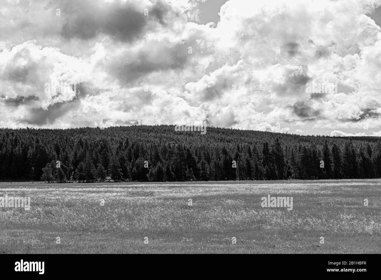 Felder, die dem Wald und Hügel dahinter weichen, weiße, flauschige Wolken am Himmel. Stockfoto