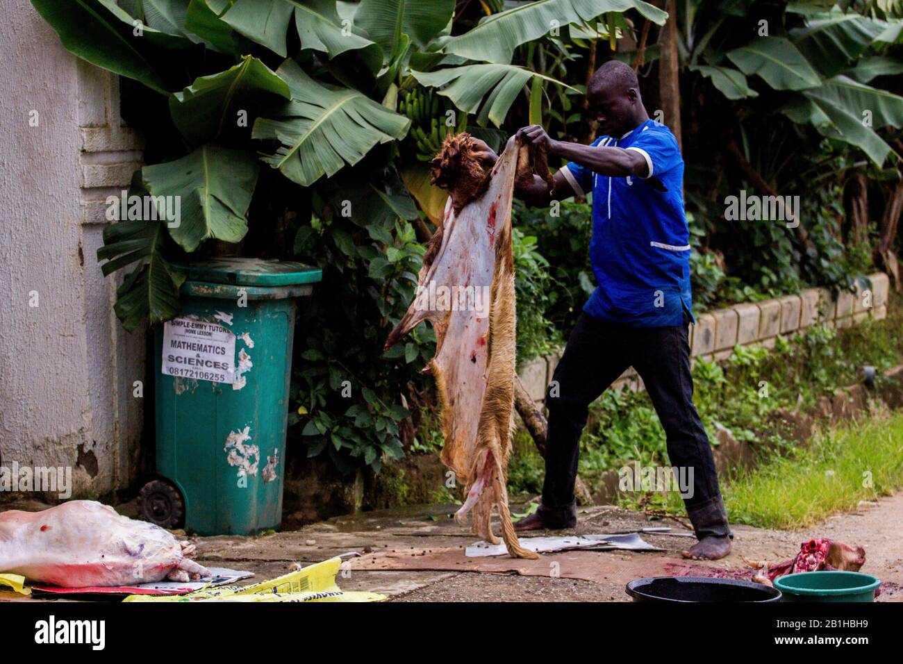 Ein Mann hält die Haut eines Widders auf, der für eid-Feiern in Abuja, Nigeria geschlachtet wurde. Stockfoto