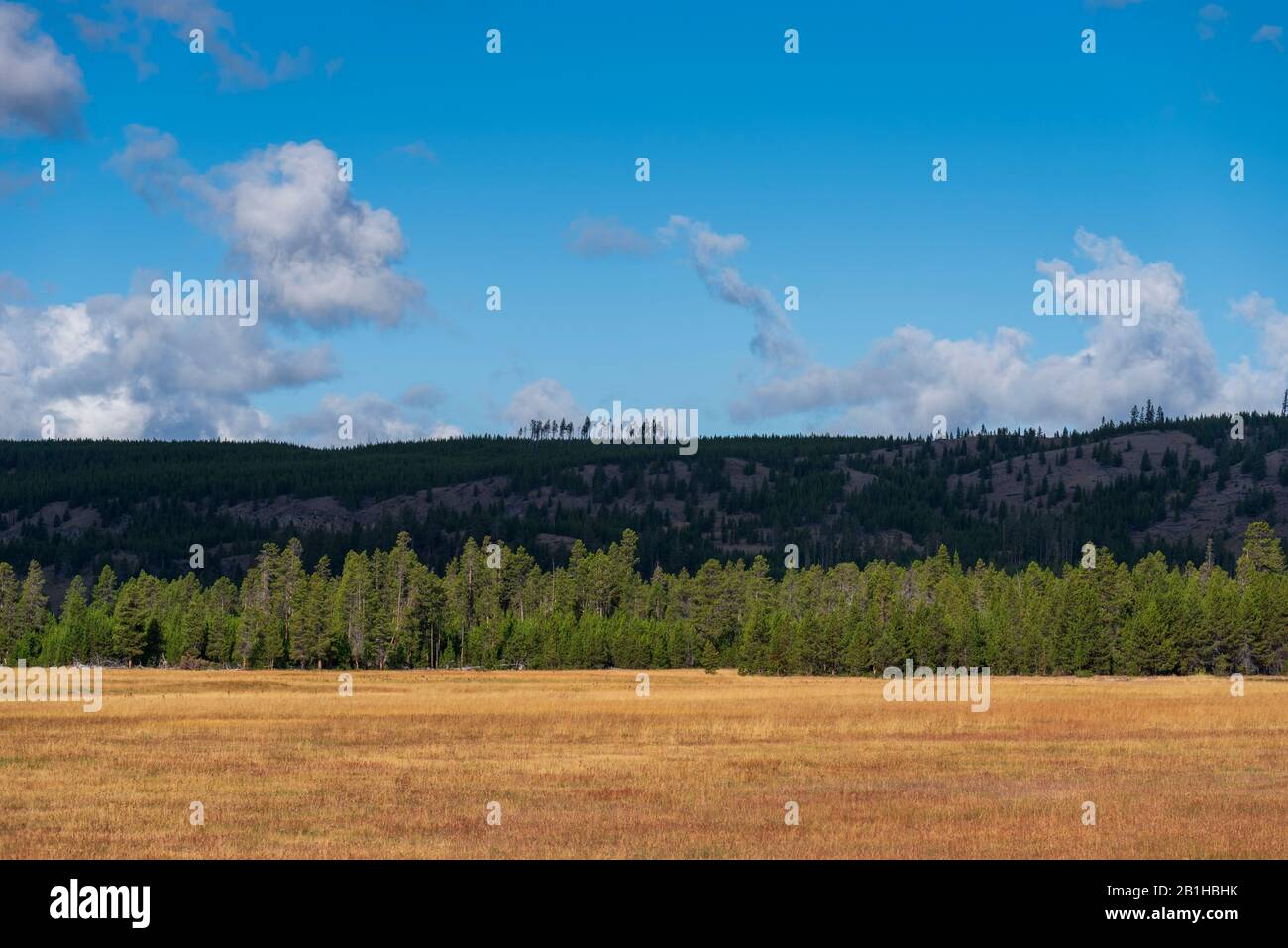 Hellbraune Grasfelder mit grünem Wald dahinter unter einem blauen Himmel mit weißen Wolken. Friedliche und entspannende Umgebung. Stockfoto