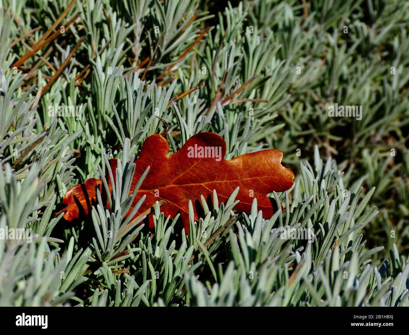 Selektive Fokussierung: Silberblau Englisch Lavendelpflanze pointiert im Vordergrund, rostig rotbraunes Eichenblatt im Hintergrund. Schönheit in der Natur. Gartenarbeit Stockfoto