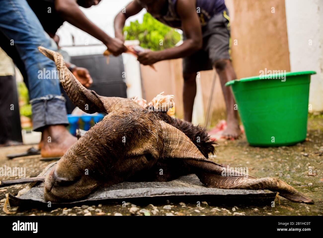 Männer dismember RAM after slaughtering, as is the Custom on the Day of Eid Celebrations in Abuja, Nigeria. Stockfoto