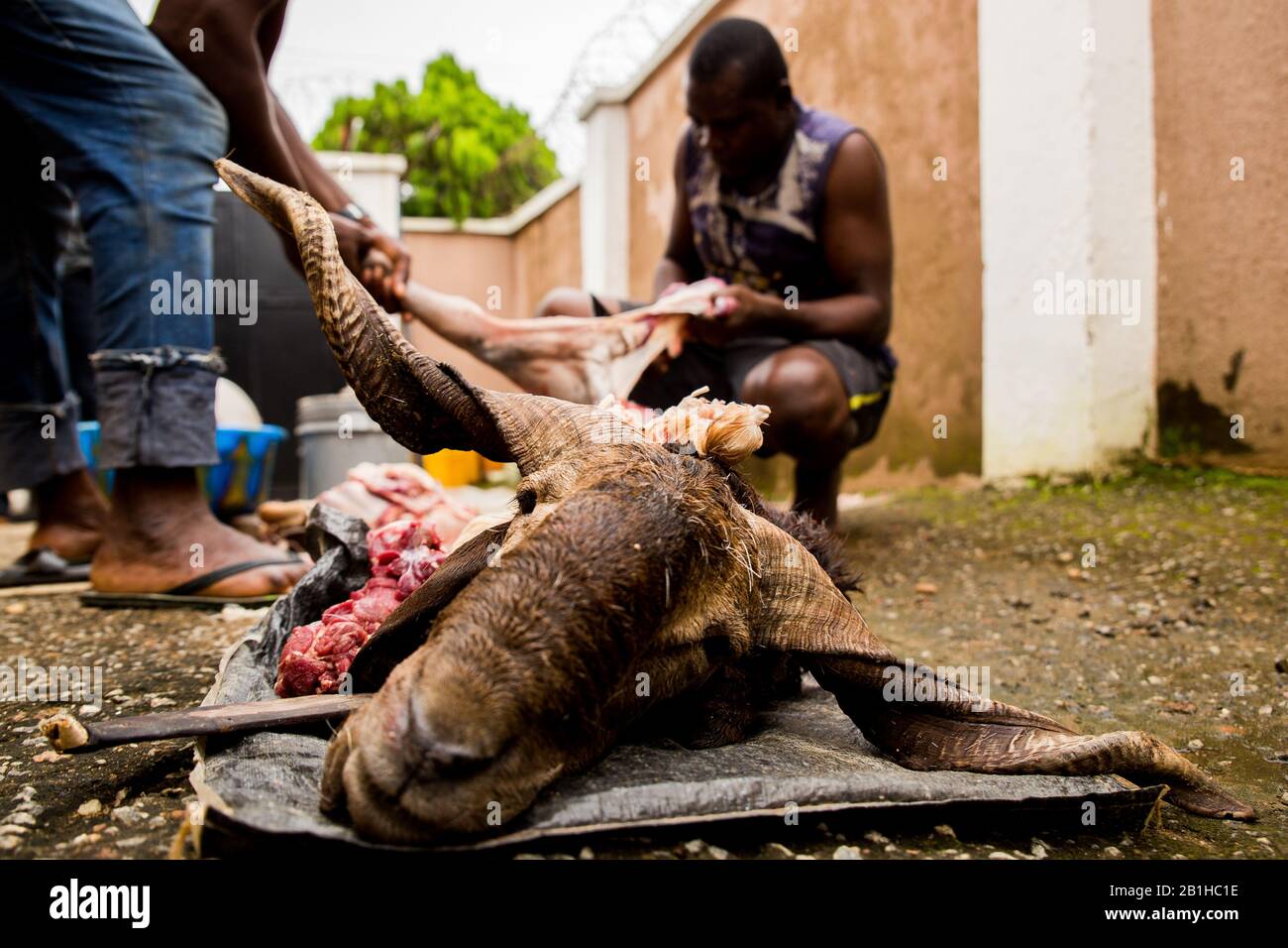 Männer dismember RAM after slaughtering, as is the Custom on the Day of Eid Celebrations in Abuja, Nigeria. Stockfoto